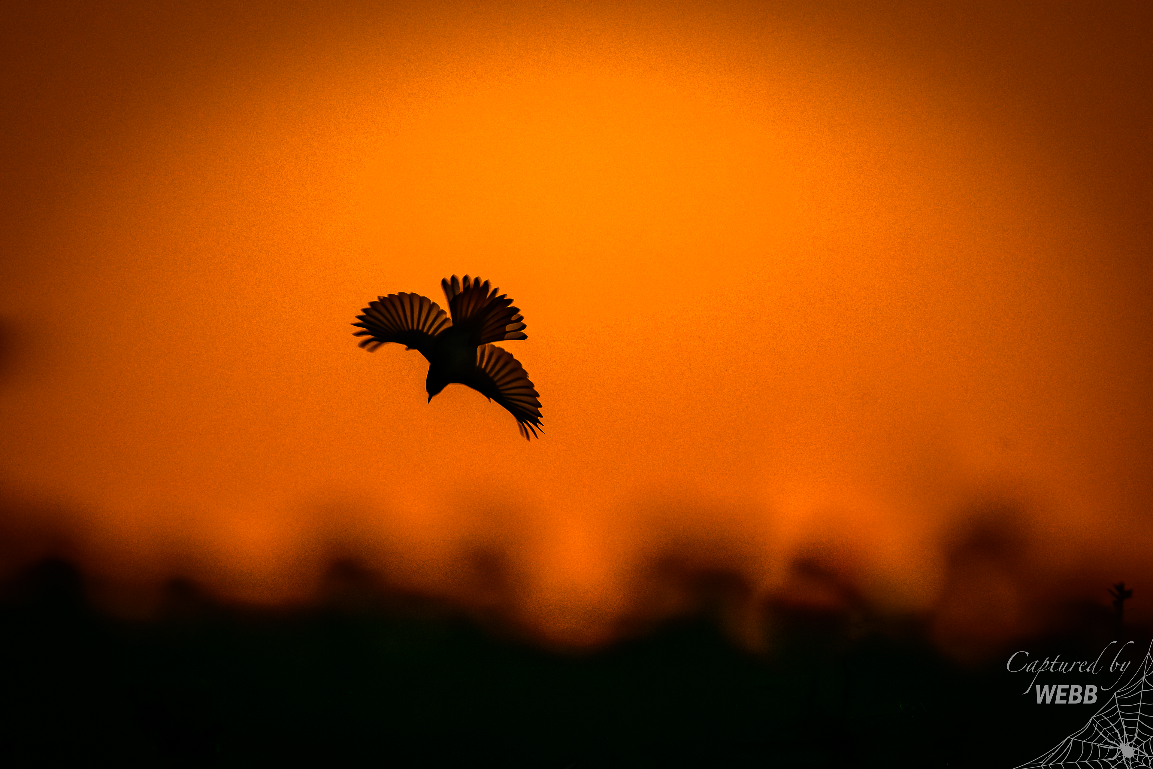 Vermillion Flycatcher at Sunrise - St. Mark's NWR