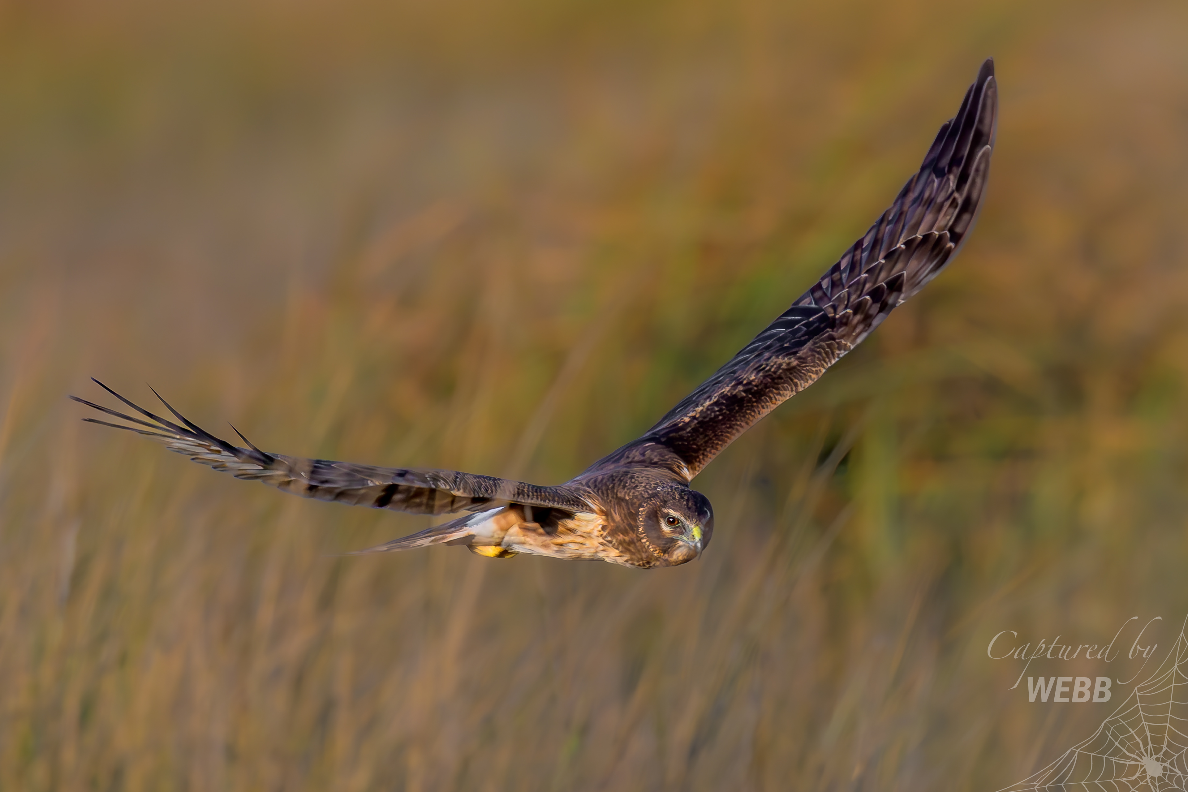 Northern Harrier - St. Mark's NWR