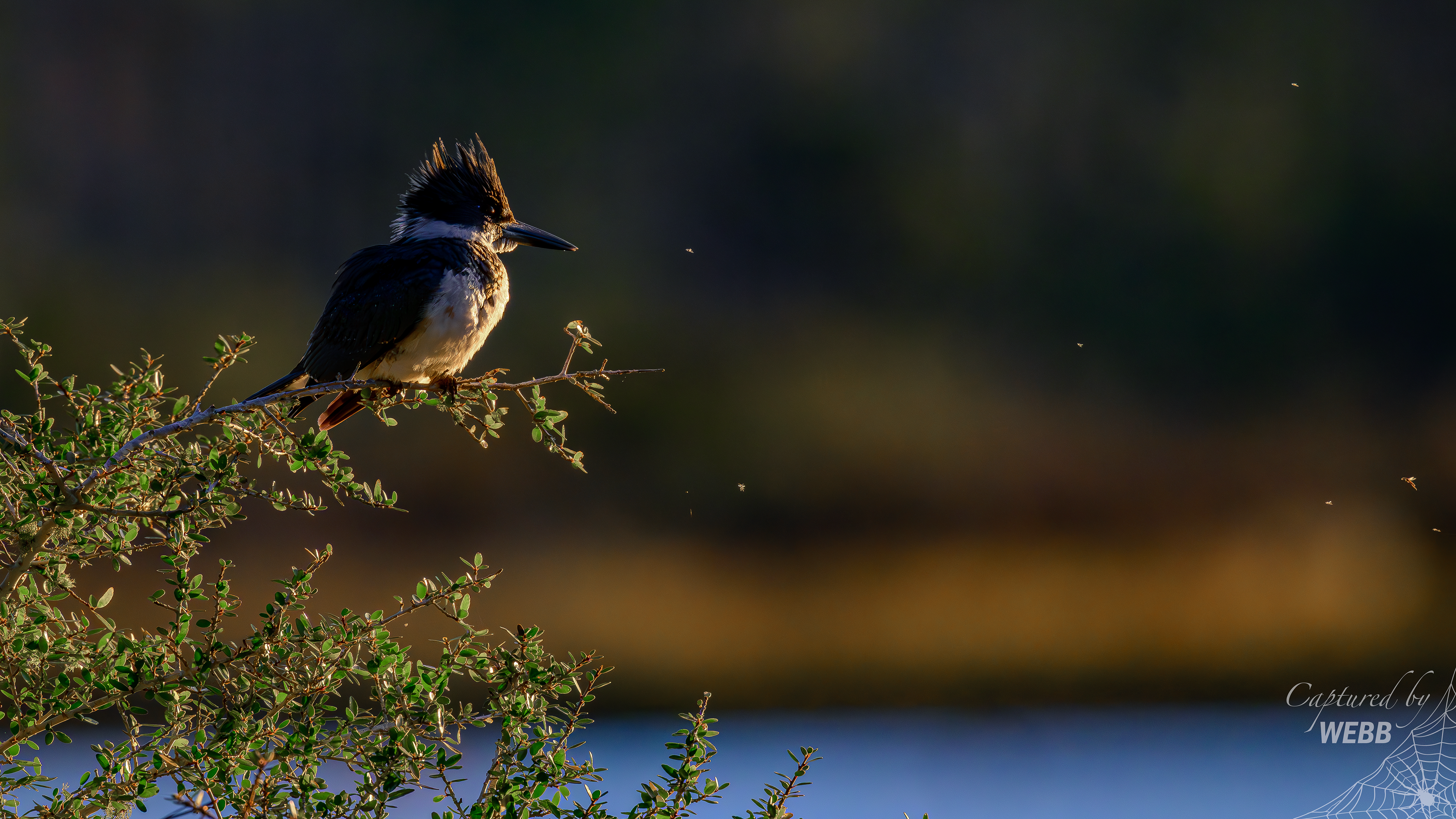 Belted Kingfisher - St Mark's NWR