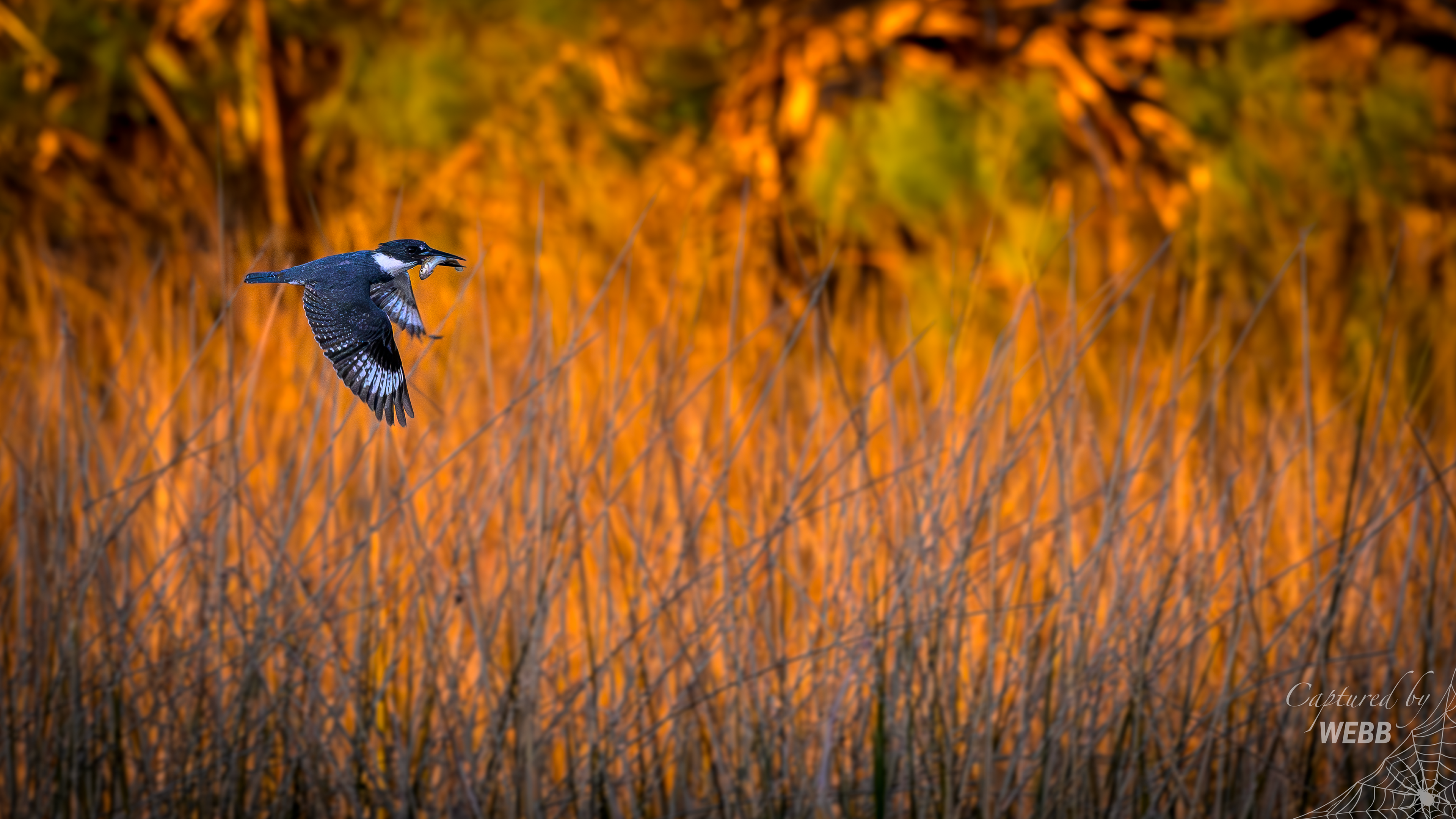 Belted Kingfisher - St Mark's NWR