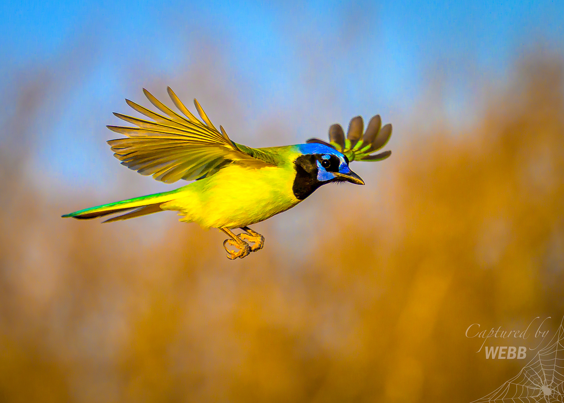 Green Jay - South Texas