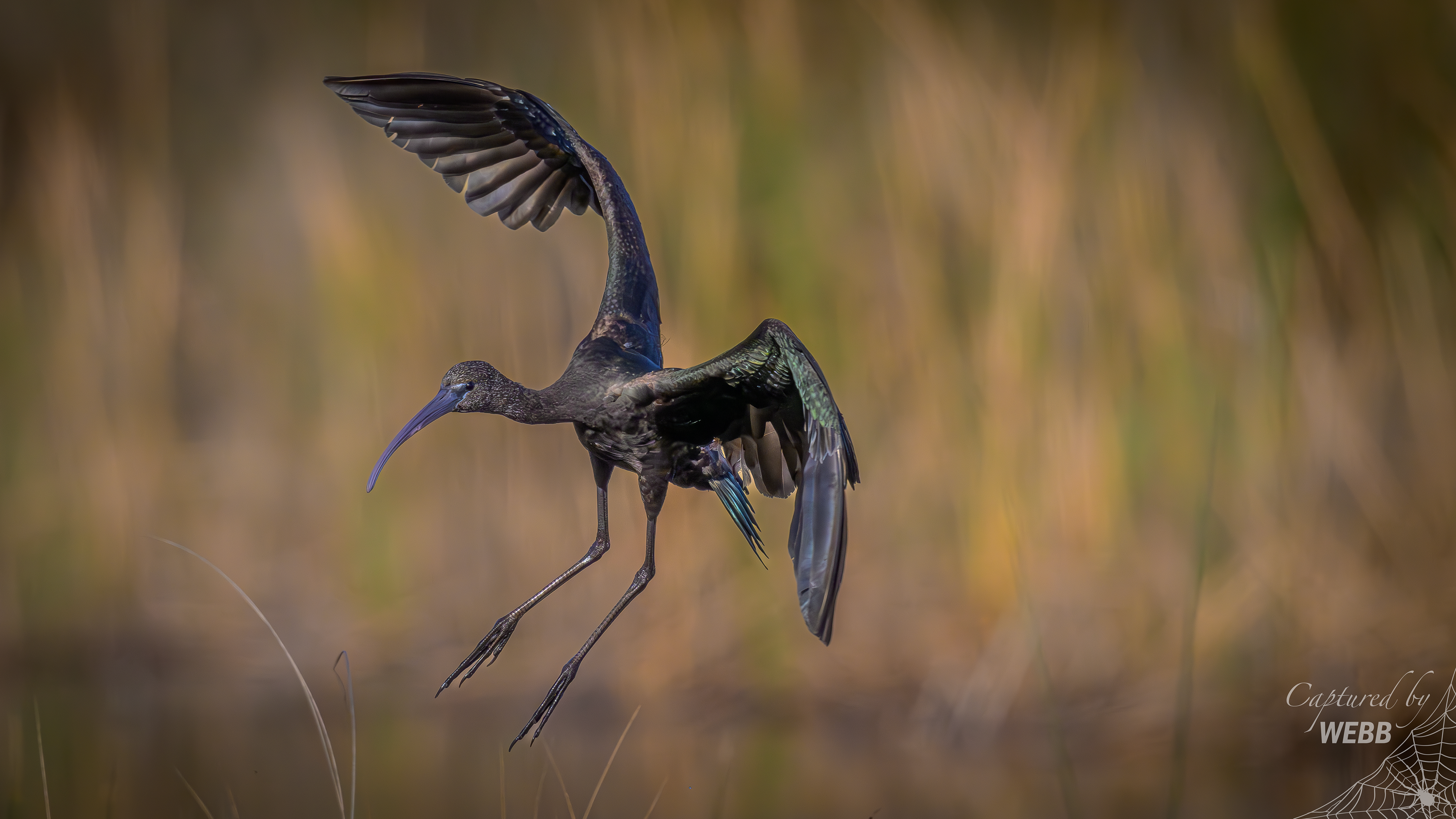 Glossy Ibis - St Mark's NWR