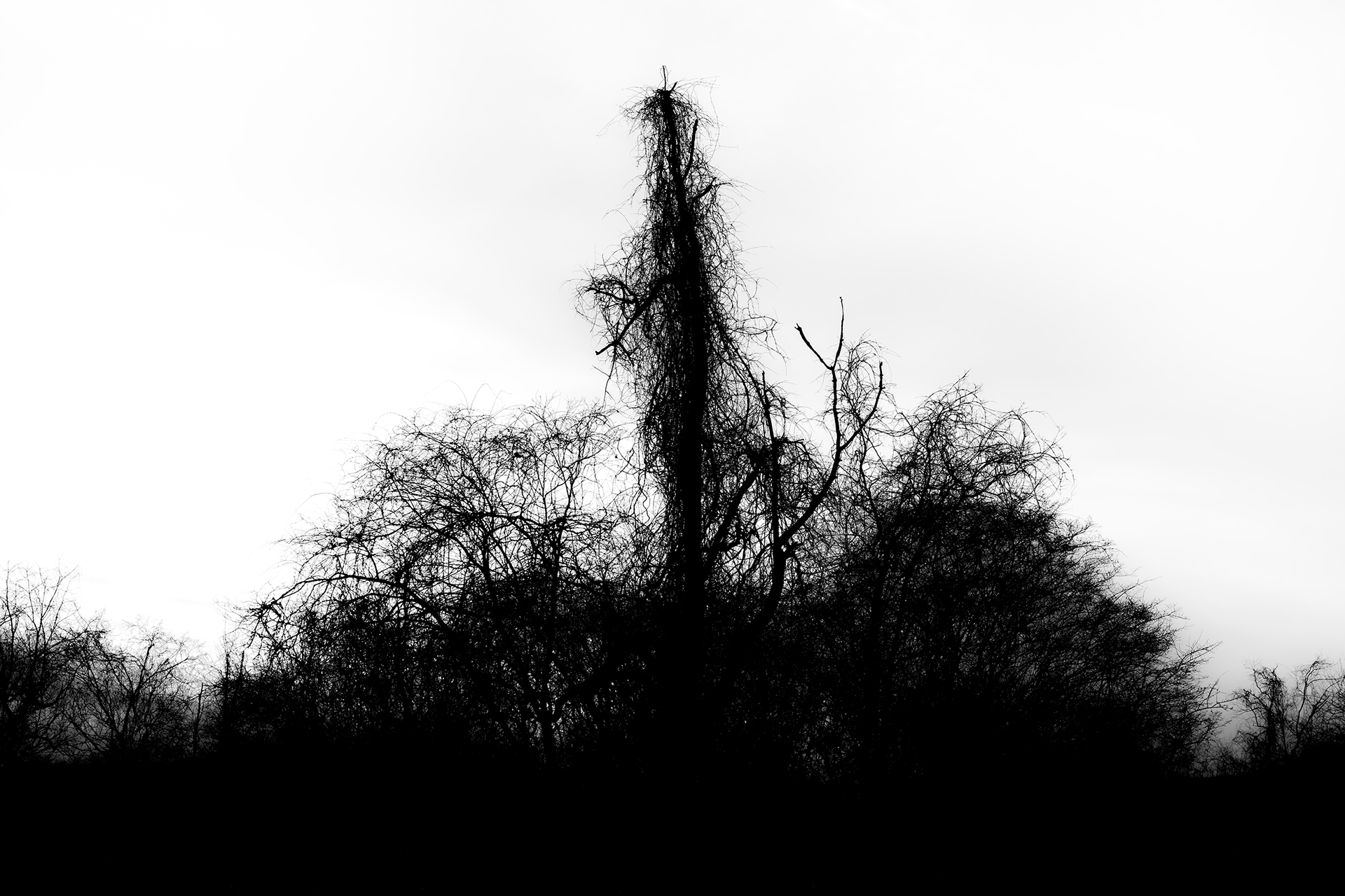 ryan-bucchianeri-rorschach-photograph