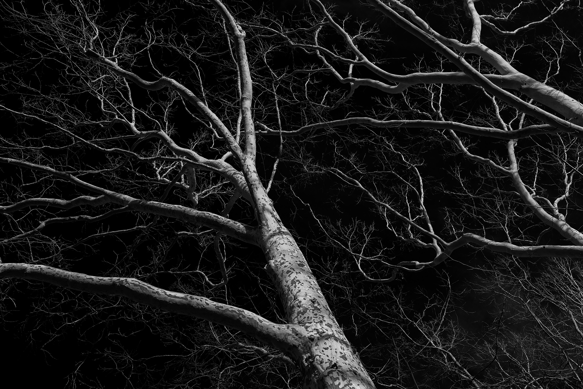 ryan-bucchianeri-seeking-light-photograph