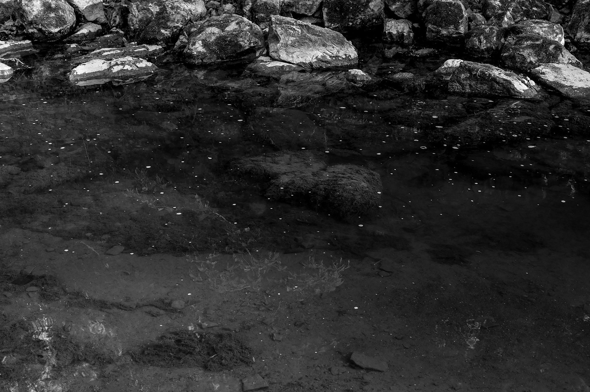 Still surface of a woodland pool capturing organic texture and depth. Fine art photography by Ryan Bucchianeri.