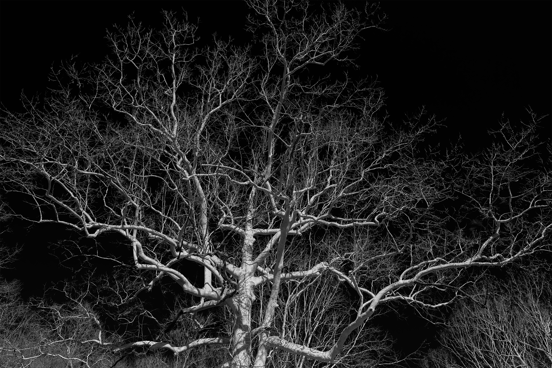 ryan-bucchianeri-buttonwood-photograph