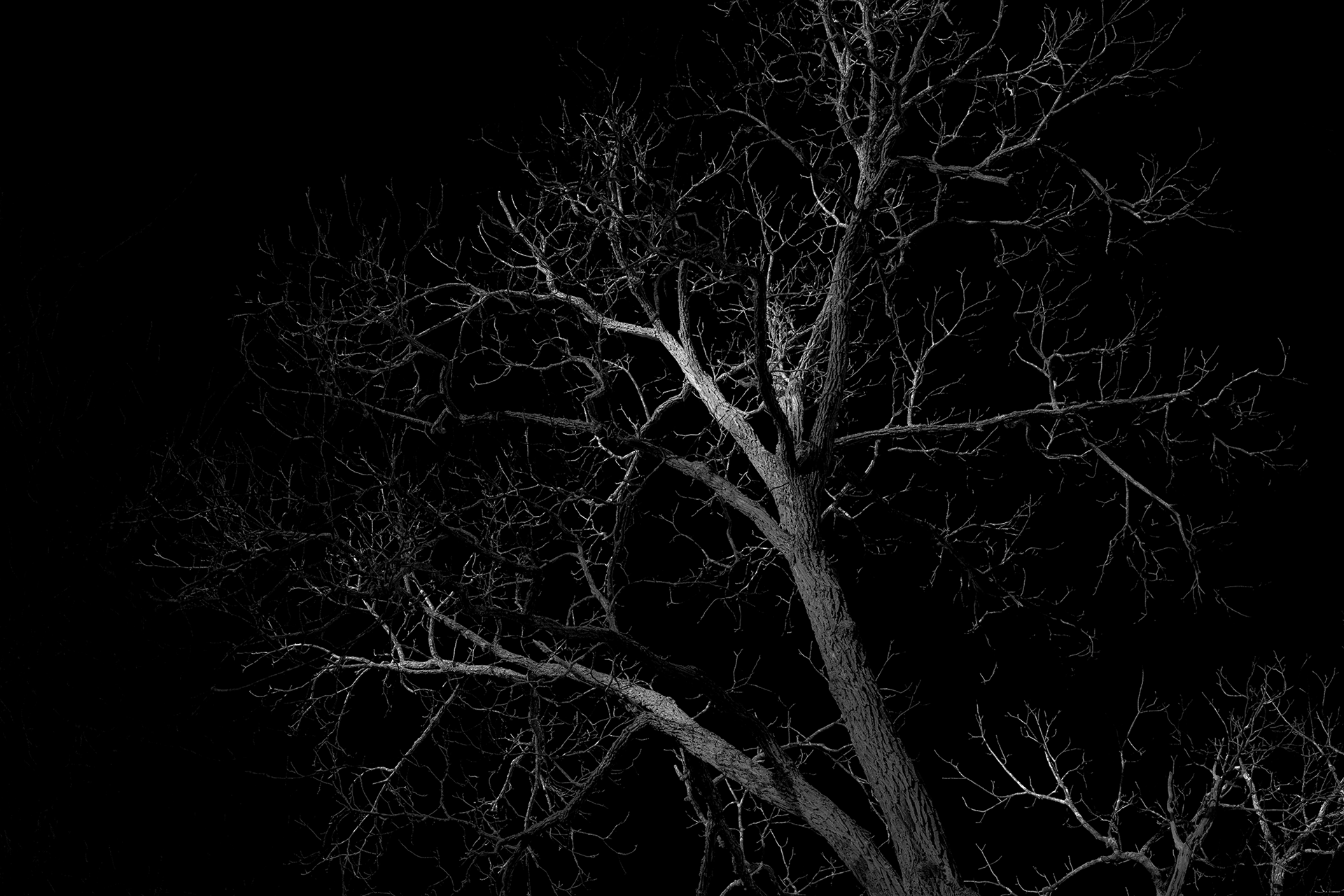 ryan-bucchianeri-illuminated-tree-photograph