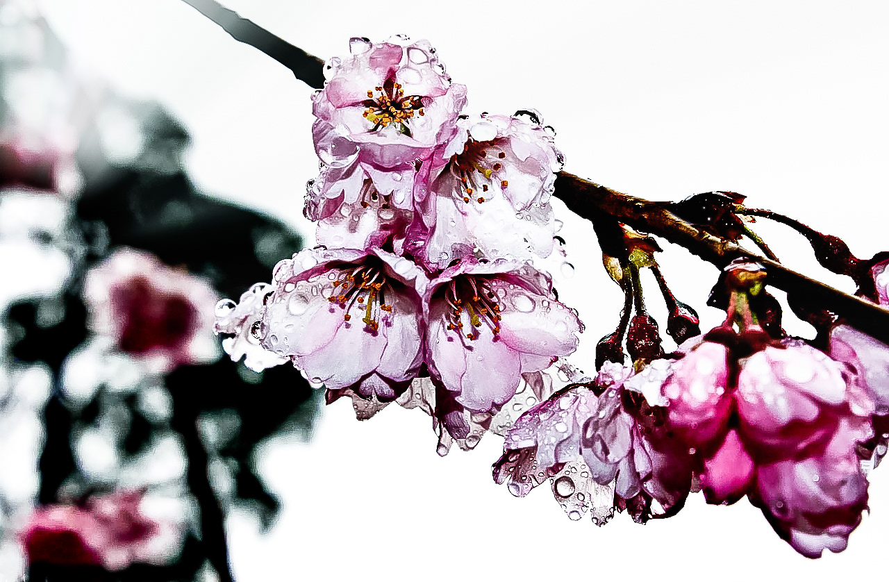 Cherry Blossoms in Japan