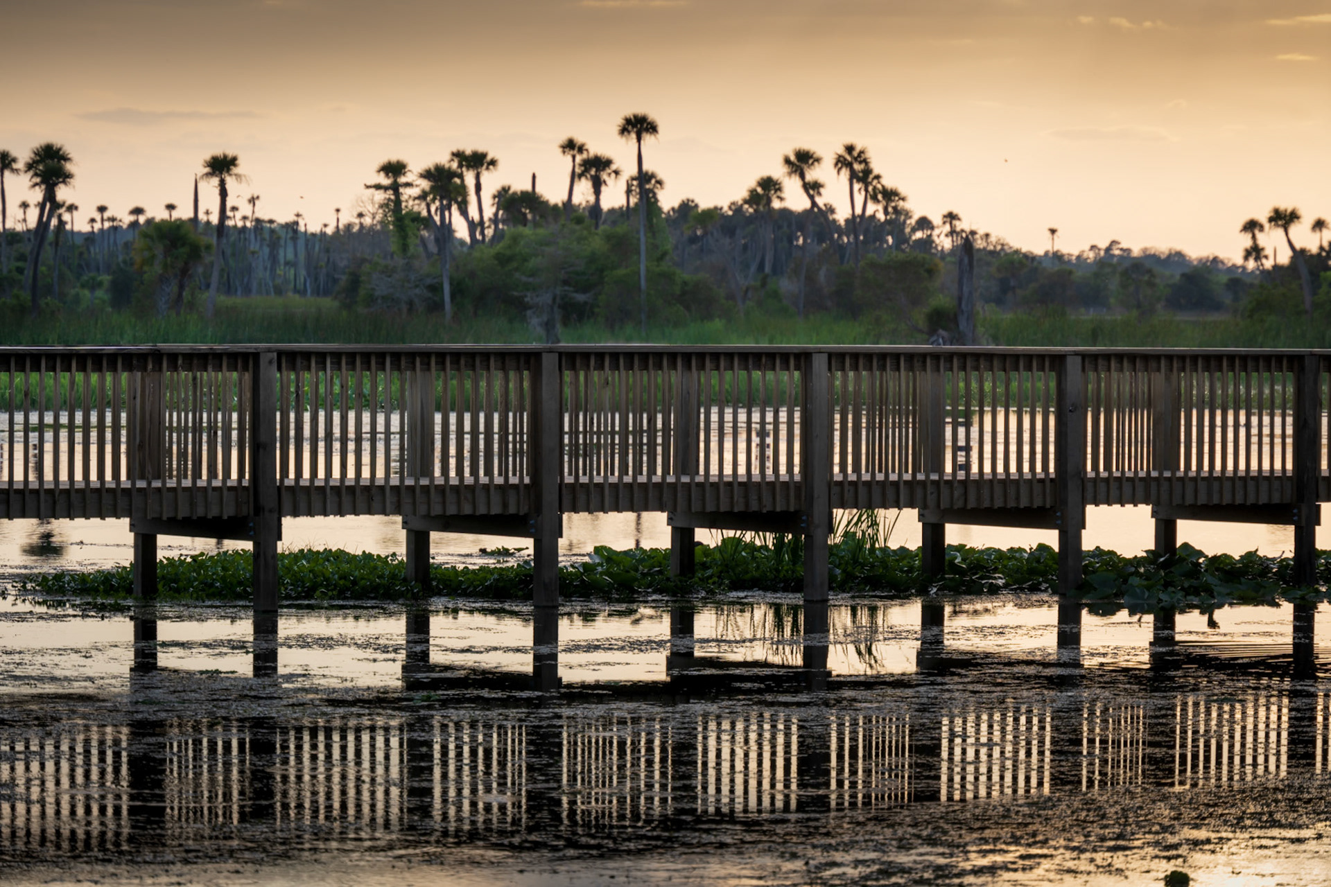Orlando Wetlands Dusk