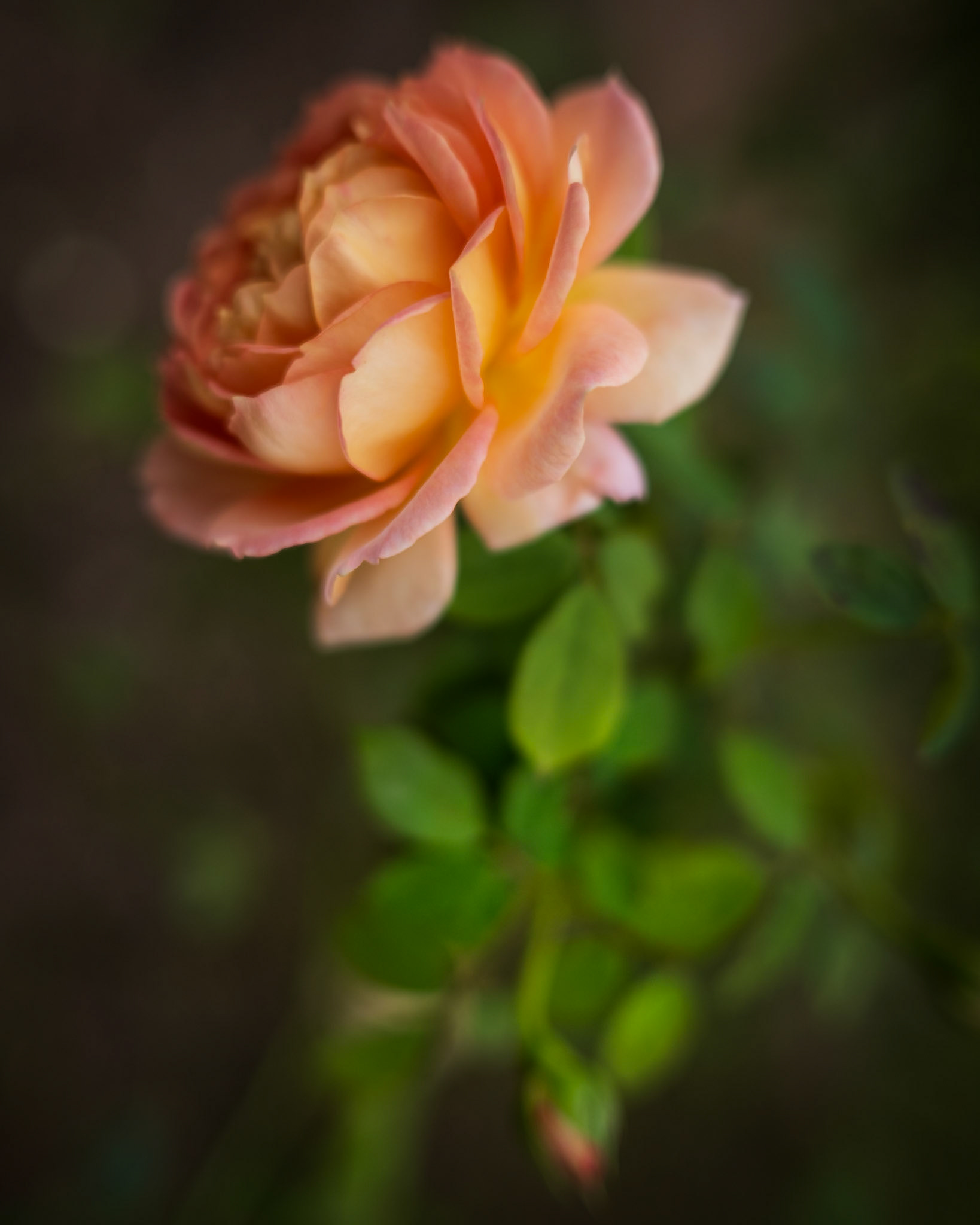 Adventures in the garden