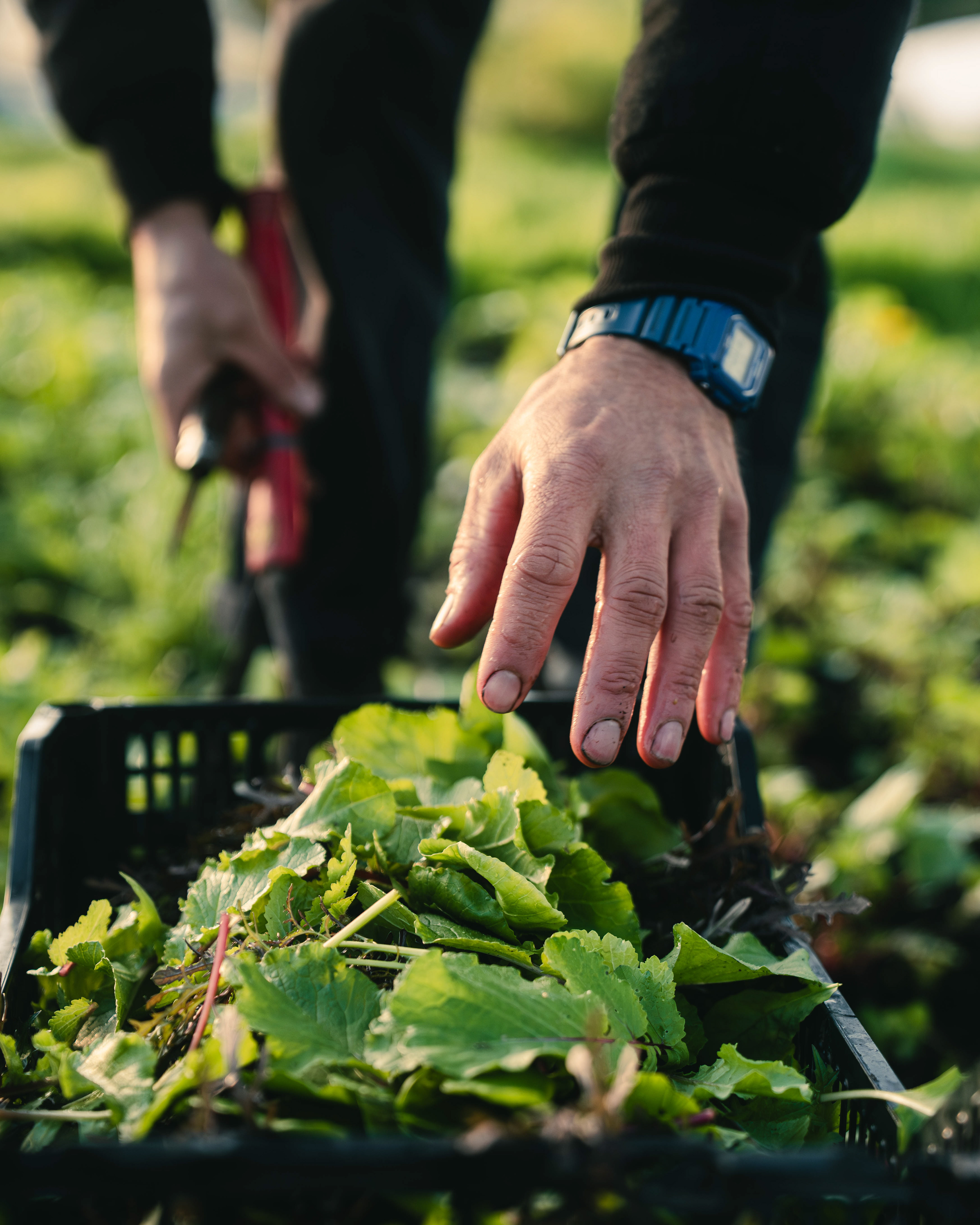 Trill Farm | ©JessicaHollis2025