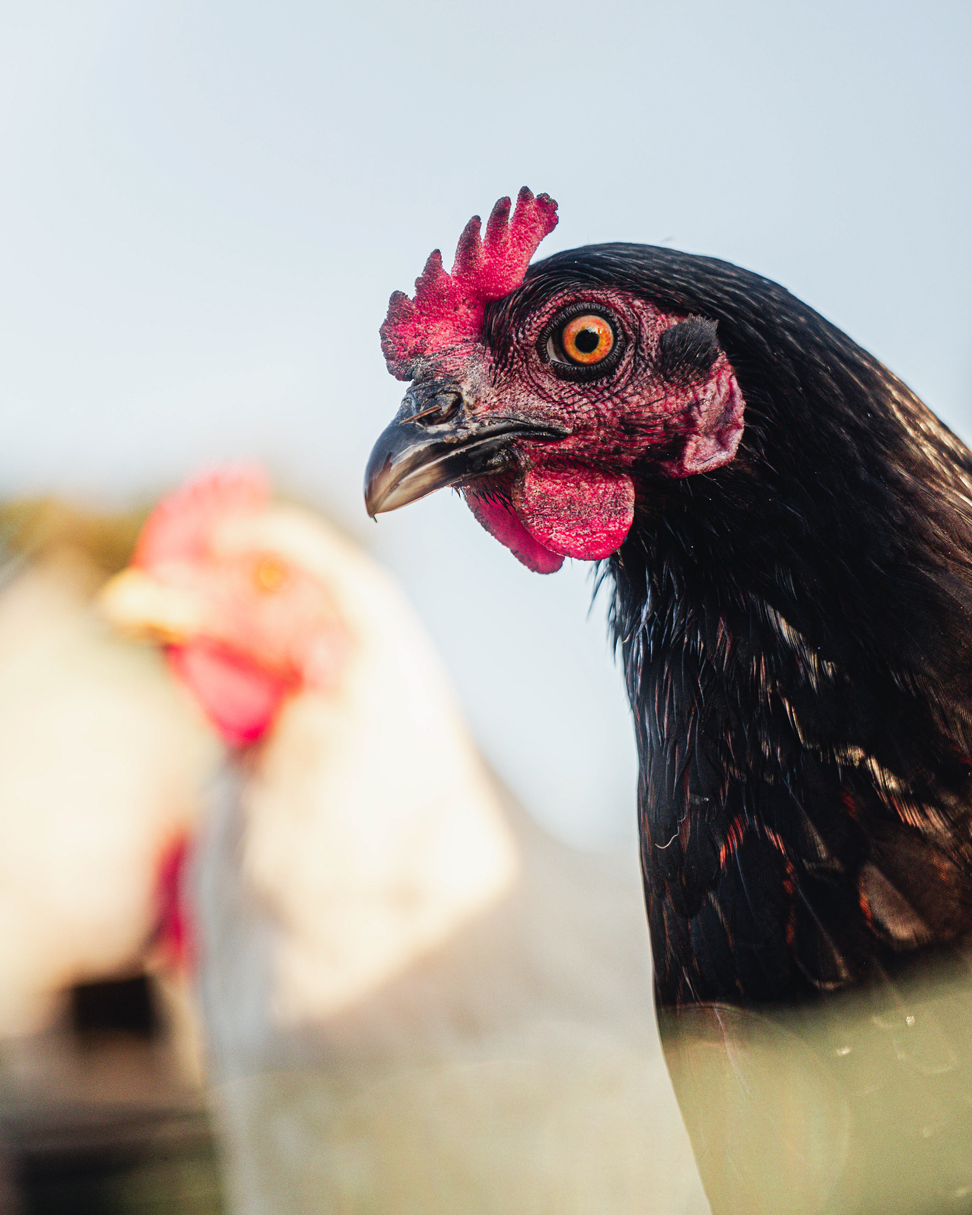 Trill Farm | ©JessicaHollis2025