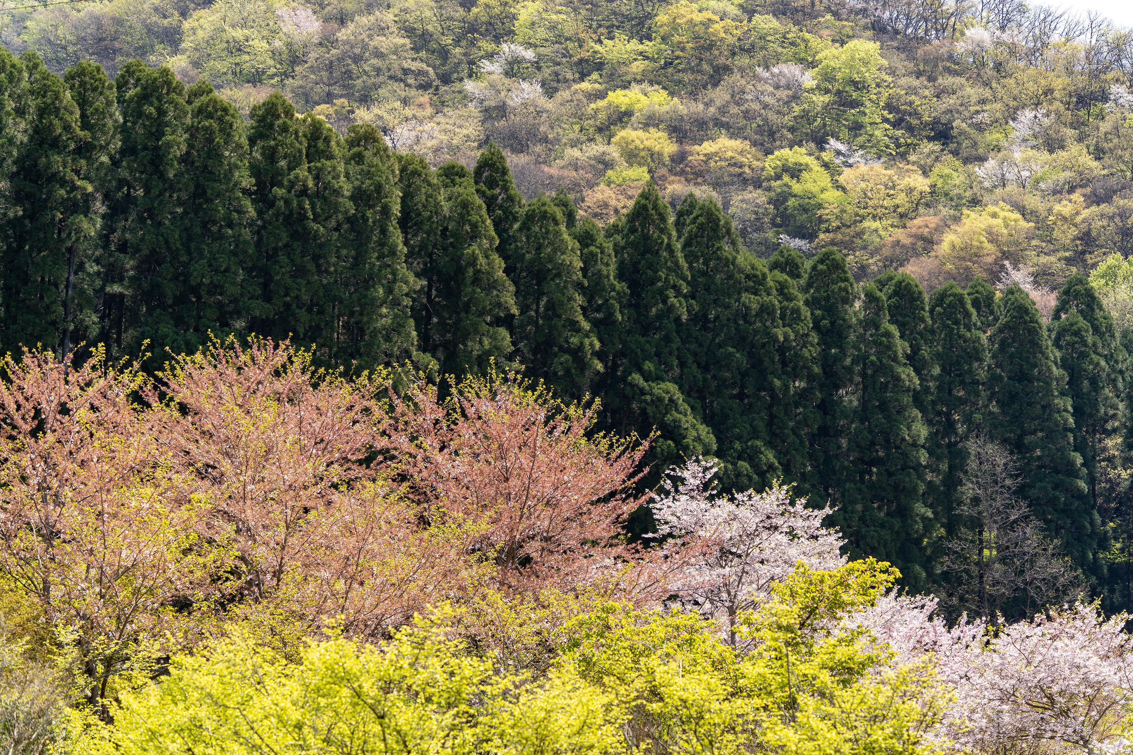 岩松院から浄光寺にハイキング