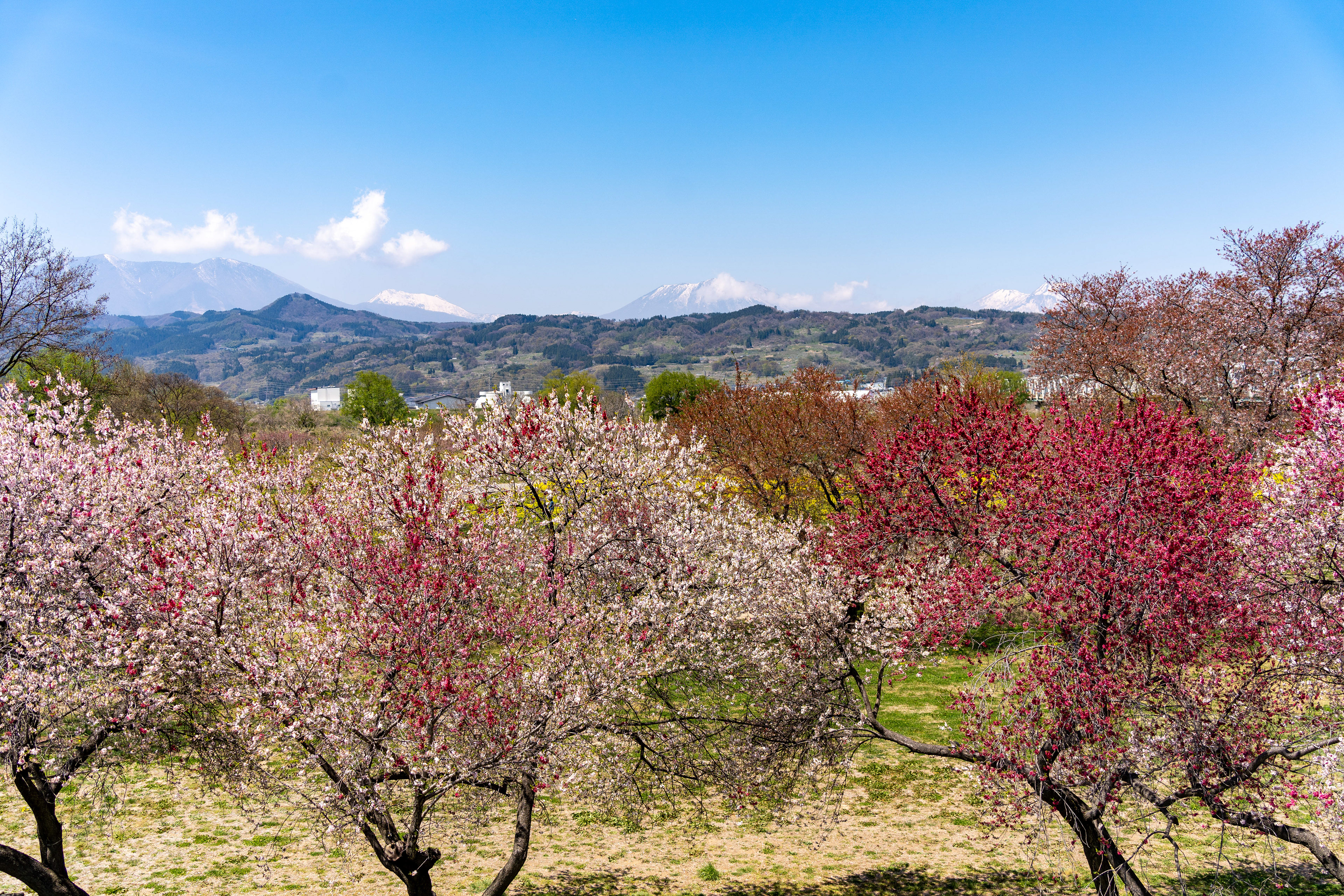 河川敷からの北信五岳