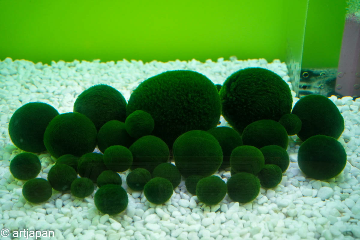 阿寒湖のマリモ