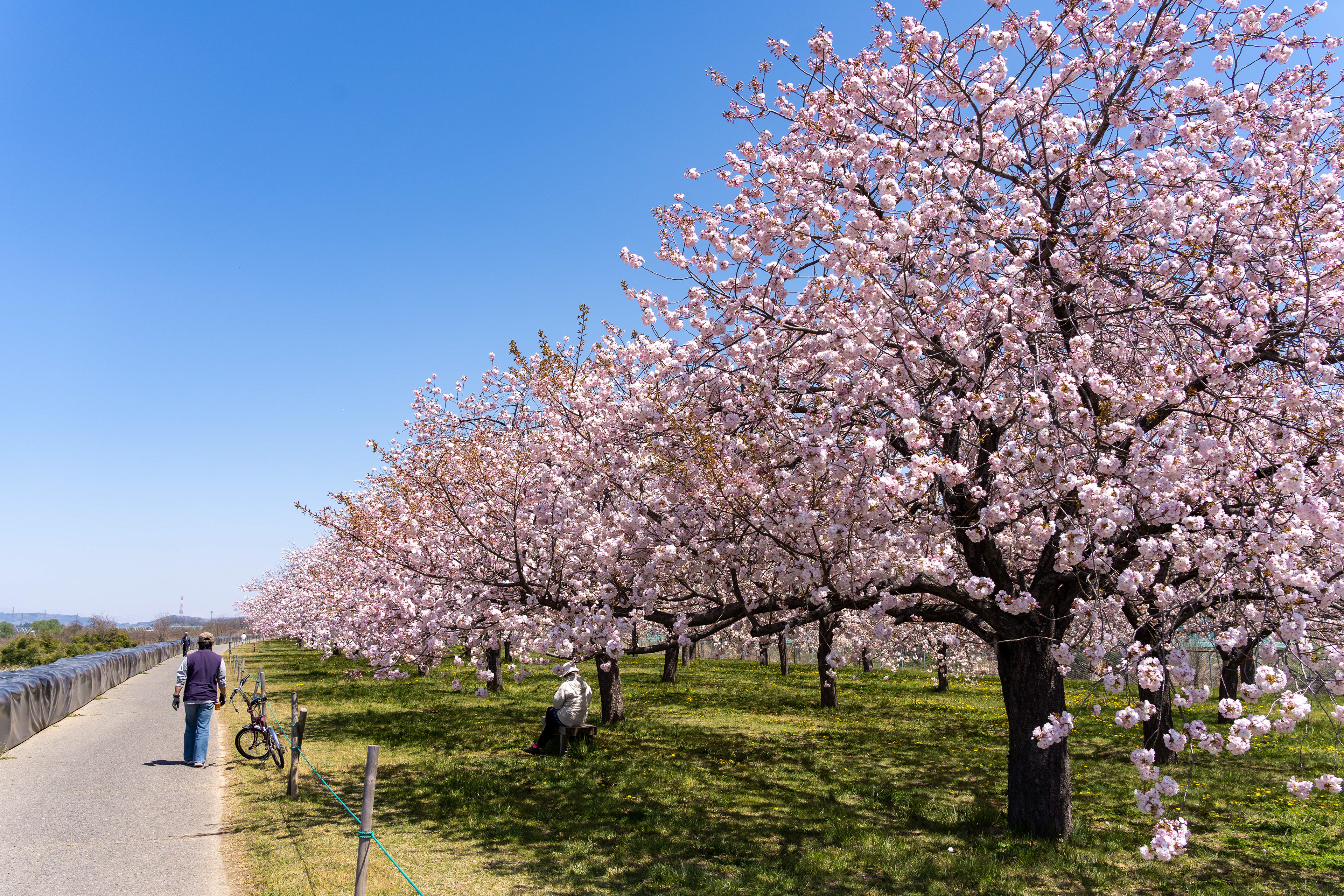 千曲川沿いの桜