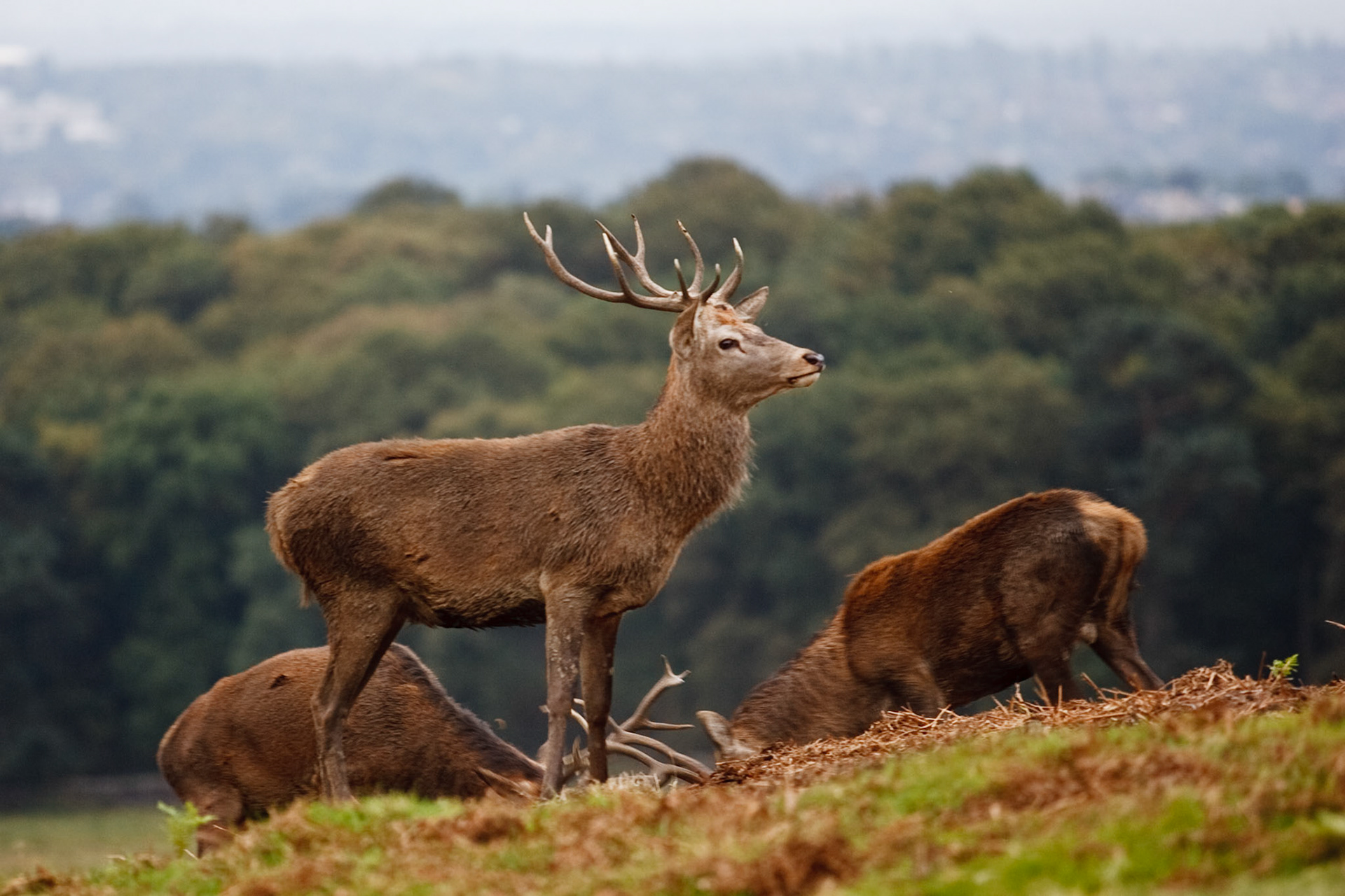 Stags in morning light at Bradgate Park
