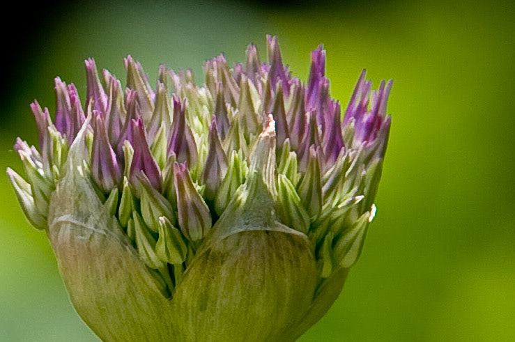 Taken at Boerner Botanical Gardens - Hales Corners, Wisconsin