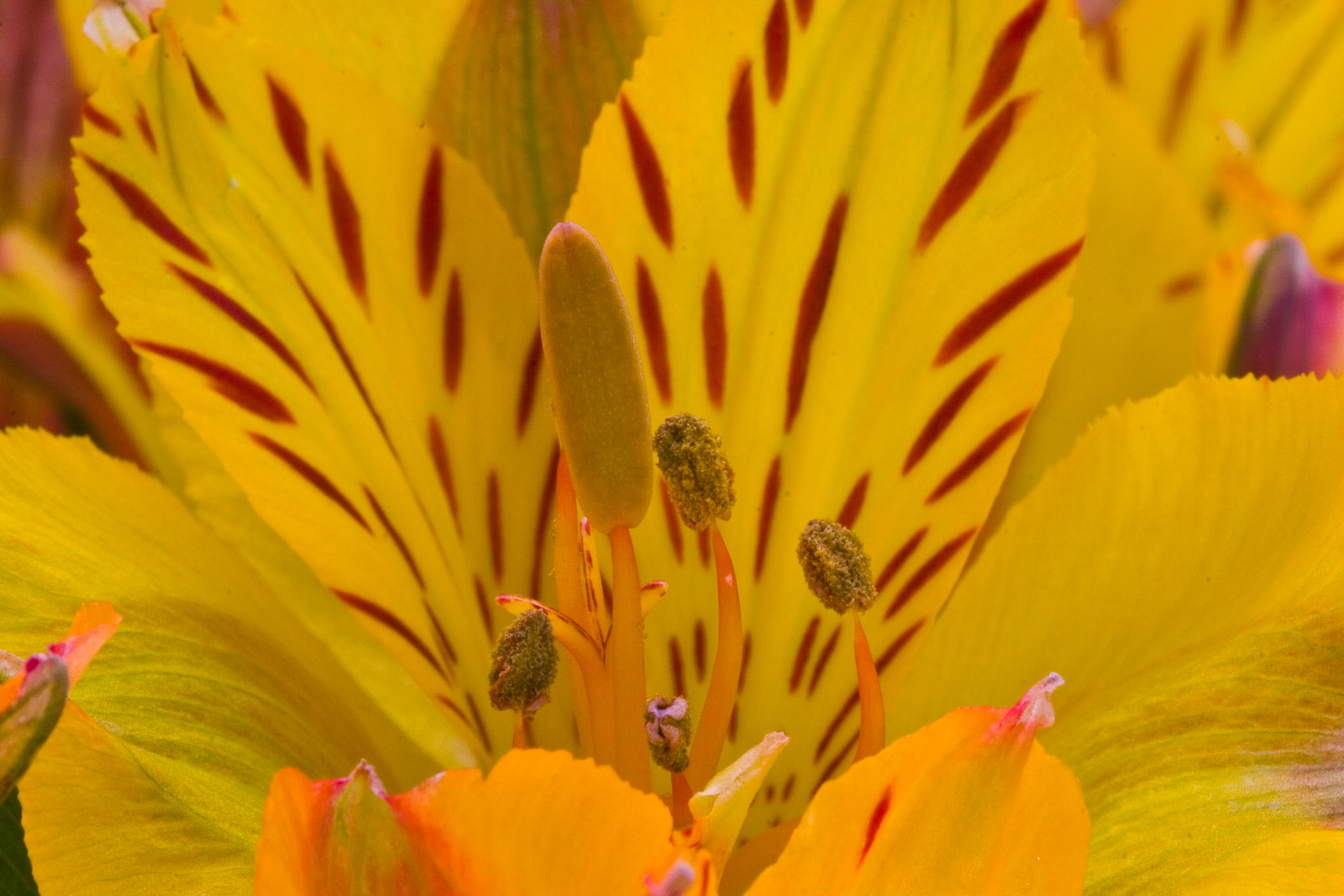 Home flower arrangement