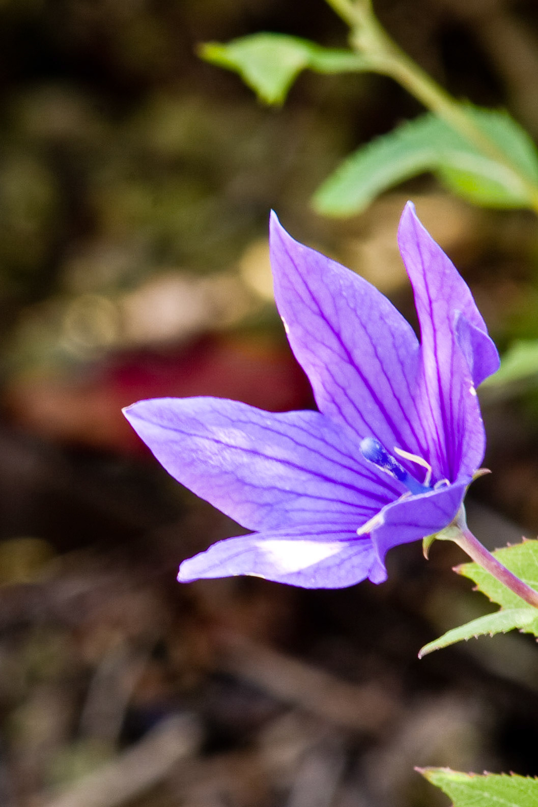 Taken at Boerner Botanical Gardens - Hales Corners, Wisconsin