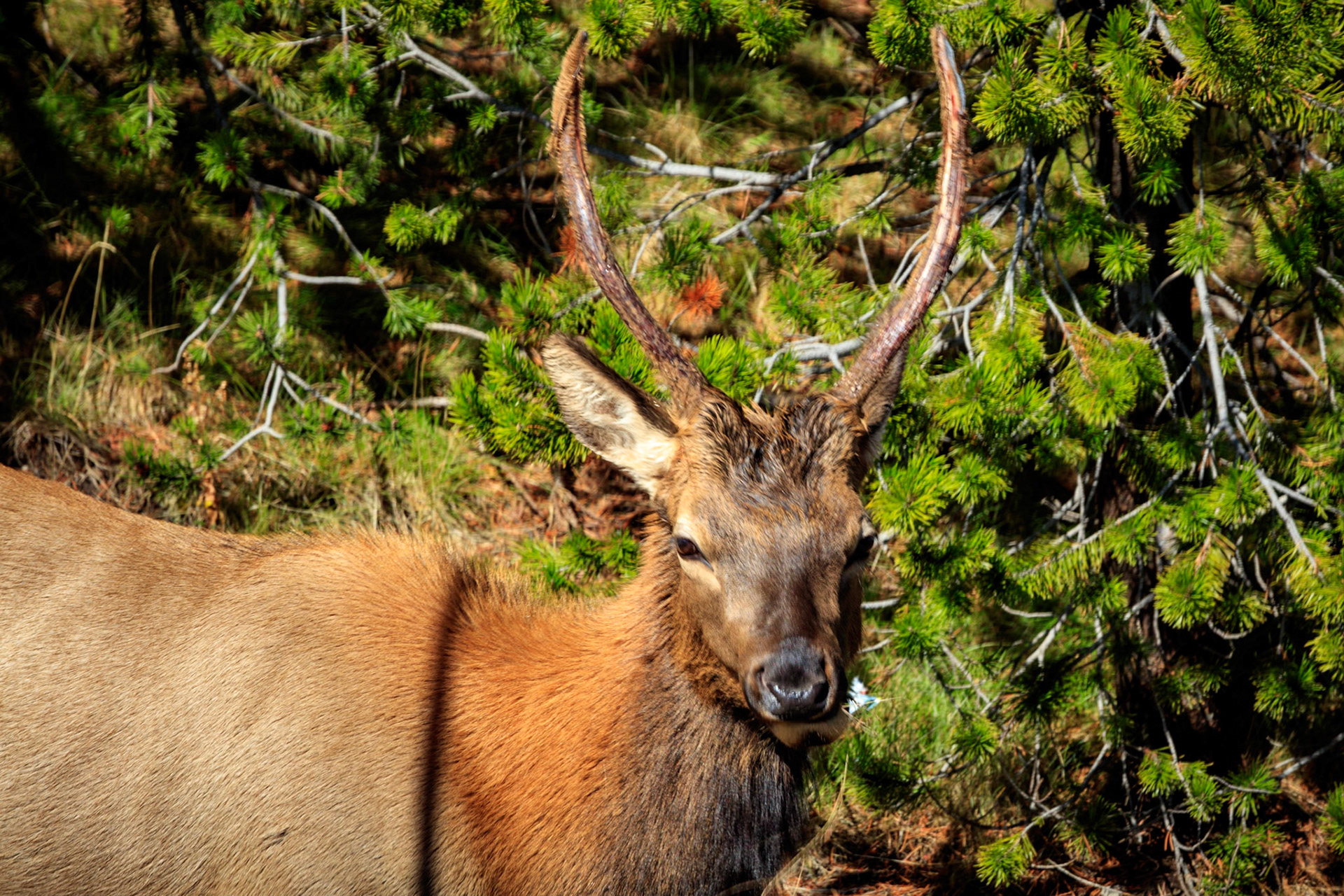 A bull elk posing on the side of the road near West Thumb in Yellowstone National Park.