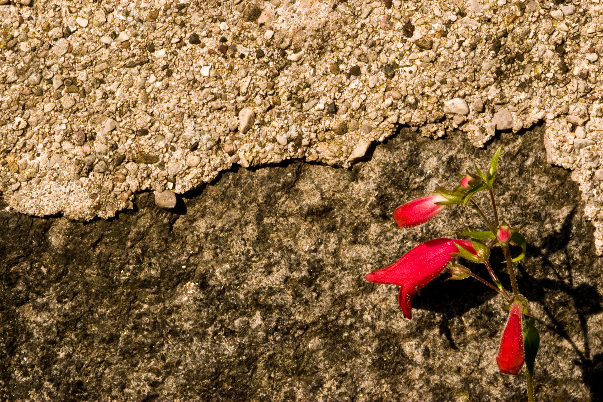 Red flower against concrete background - taken at Boerner Botanical Gardens in Hales Corners, Wisconsin