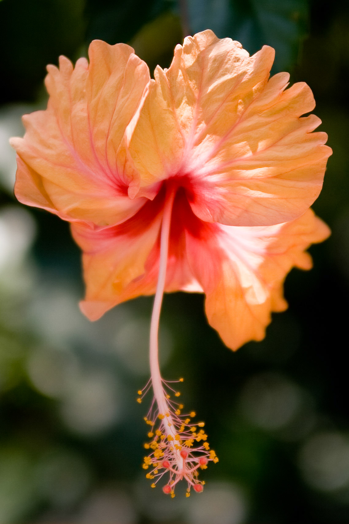 National flower of Malaysia - taken in the Kuala Lumpur Orchid Gardens.