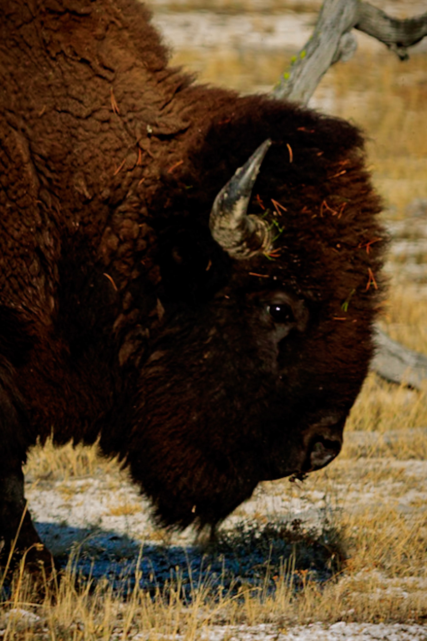 Bison grazing in Yellowstone National Park.