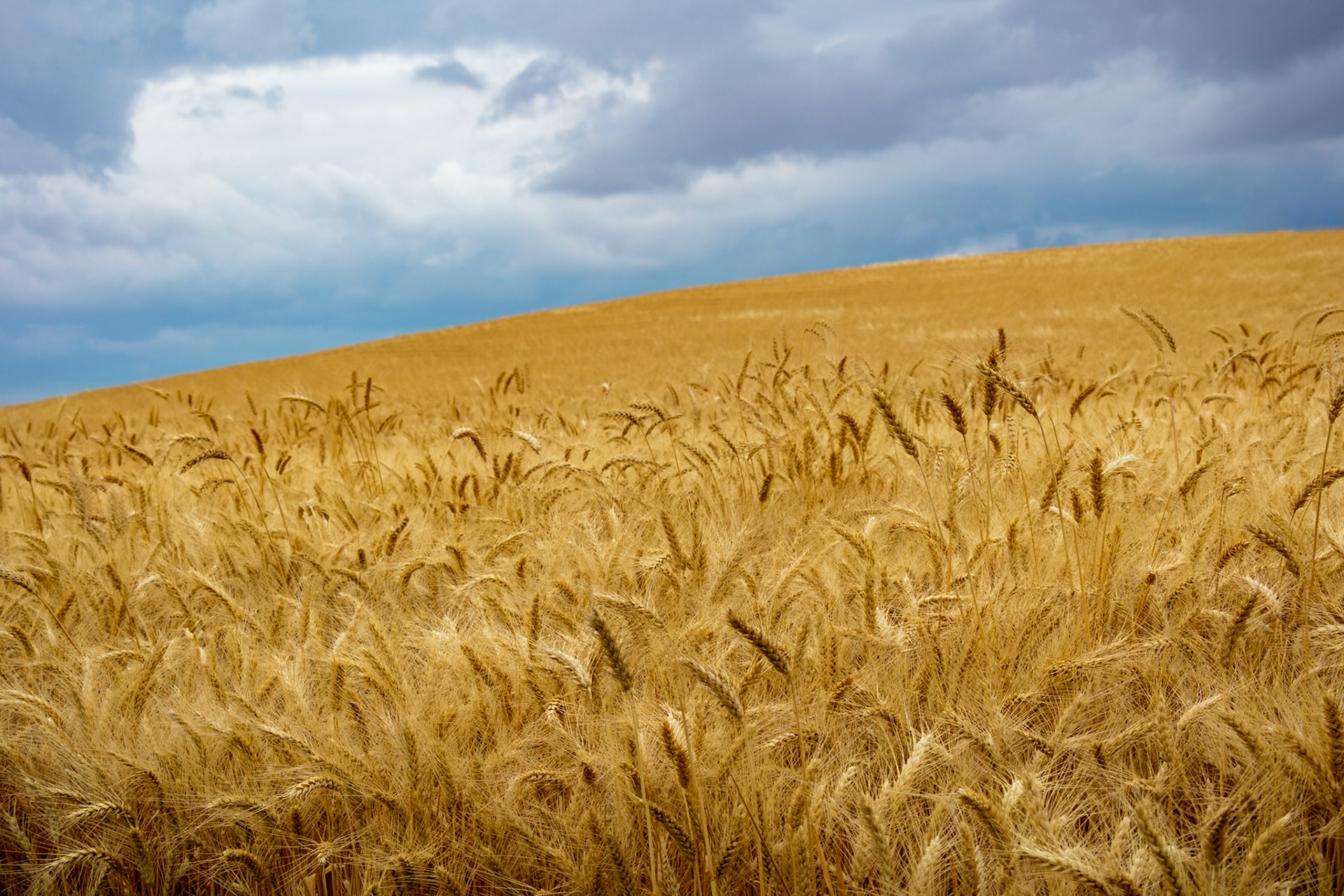 A wheat field in the Palouse prior to harvest. The Palouse is located in the state of Washington,
and is the largest wheat producing region in the United States.