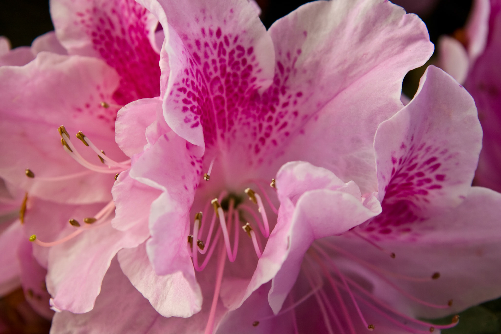 Taken at the Mitchell Park Domes in Milwaukee.