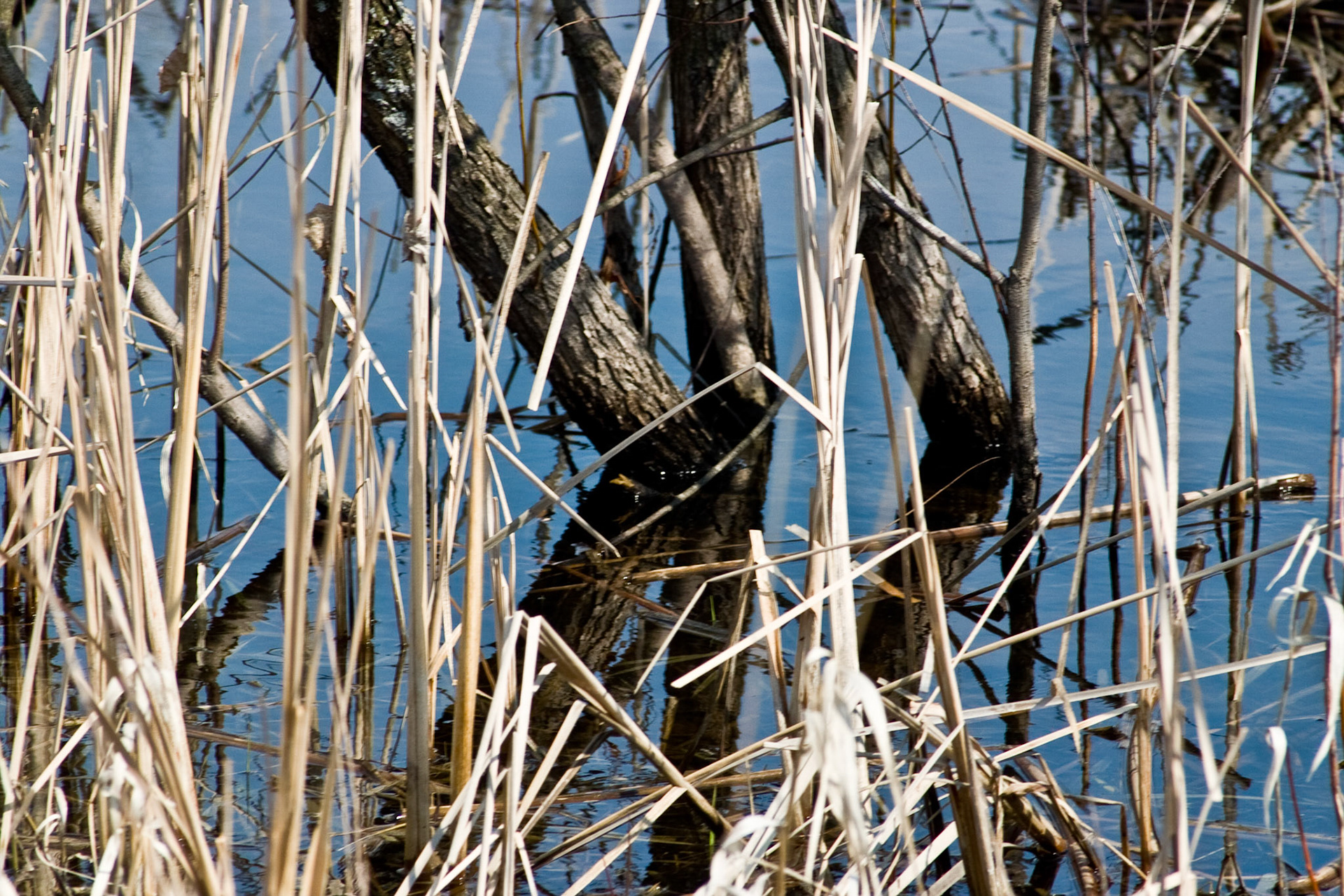 Reflections in the marsh at Havenwood State Forest in Milwaukee, Wisconsin.