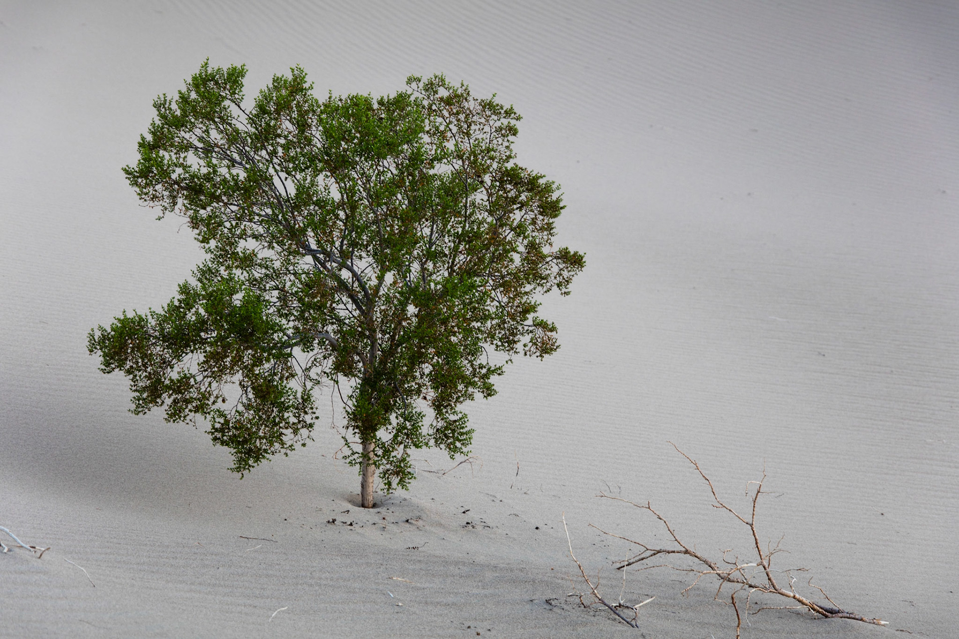 Lone bush in Mesquite Sand Dunes, Death Valley National Park.