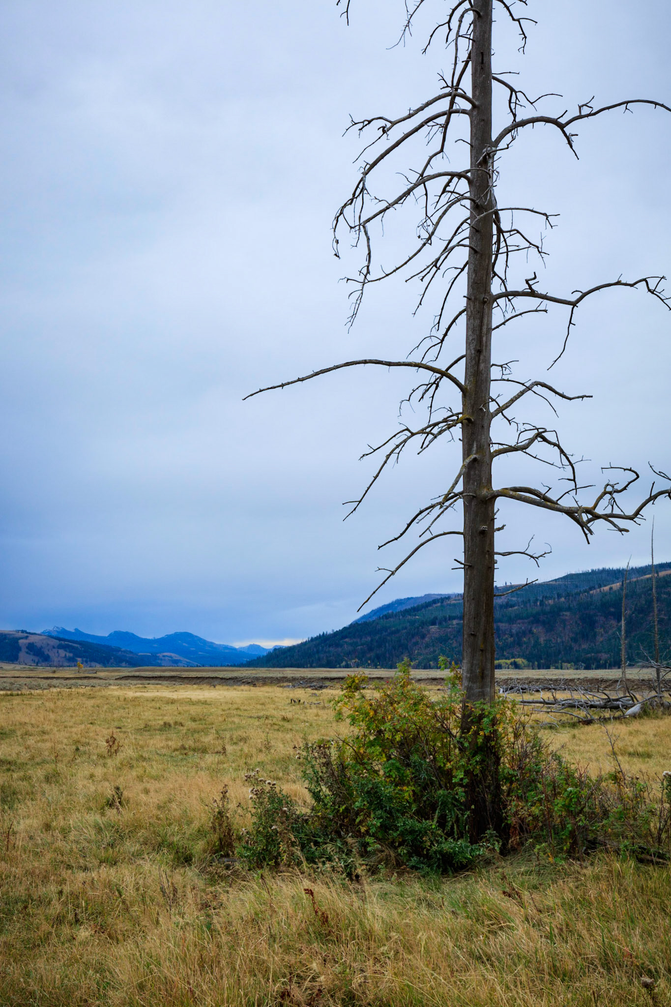 Dead tree in the Lamar Valley of Yellowstone National Park.