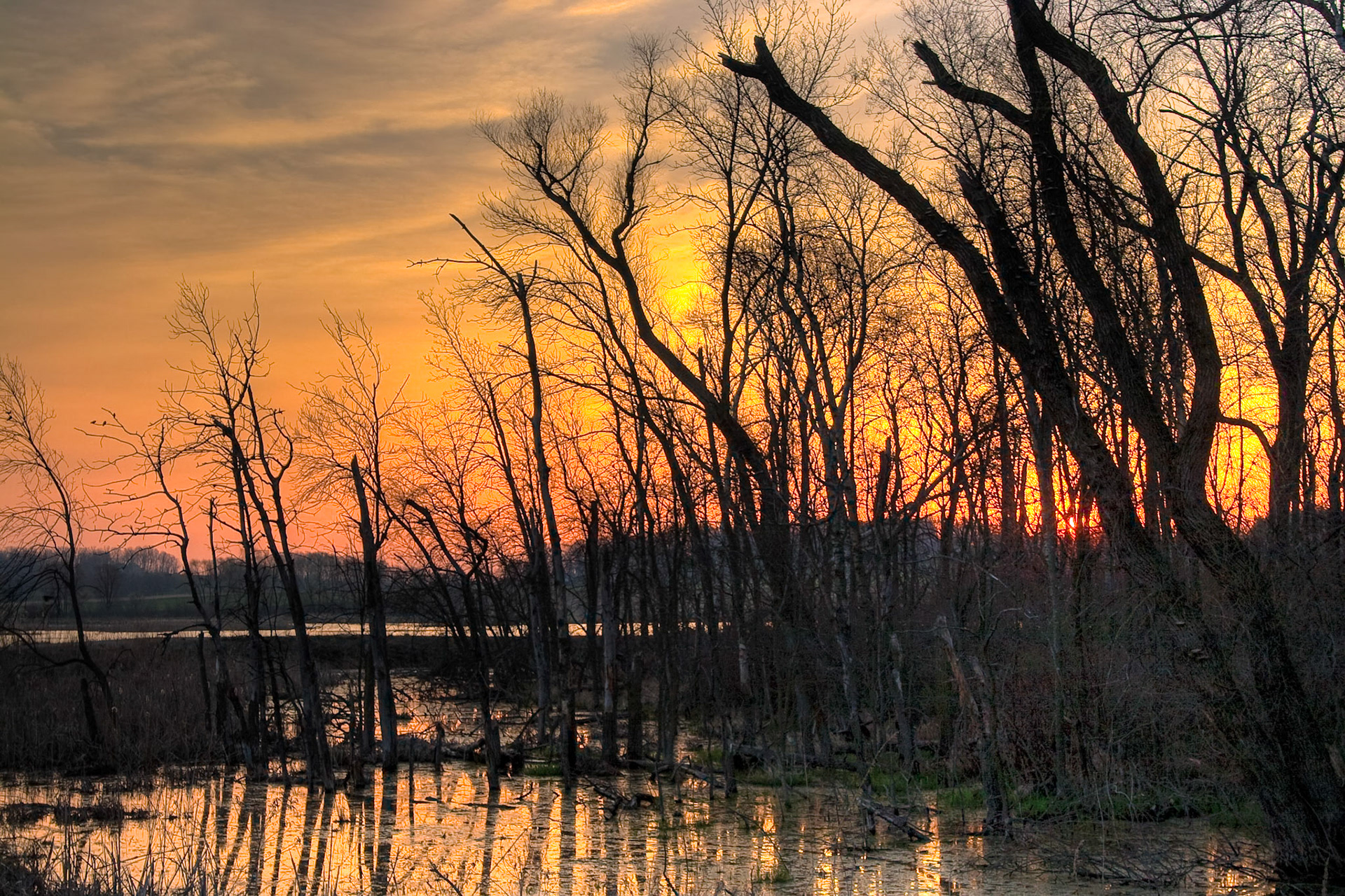 Horicon Marsh, Wisconsin, at sunrise in early spring.  Horicon Marsh is the largest cattail marsh, consisting of 32000 acres, in the United States.
