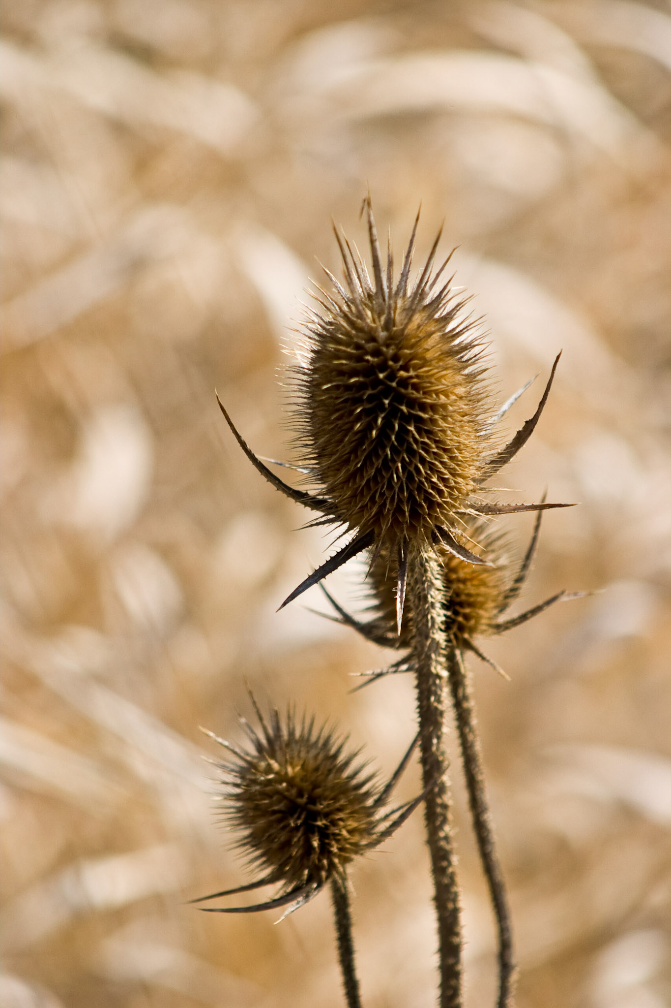 Taken at Havenwood State Forest in Milwaukee, Wisconsin