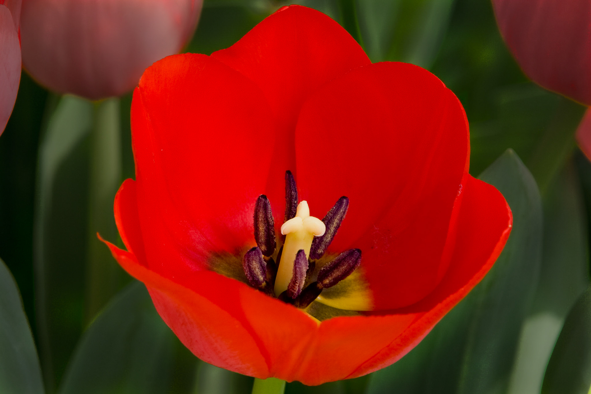 Taken at the Mitchell Park Domes in Milwaukee.