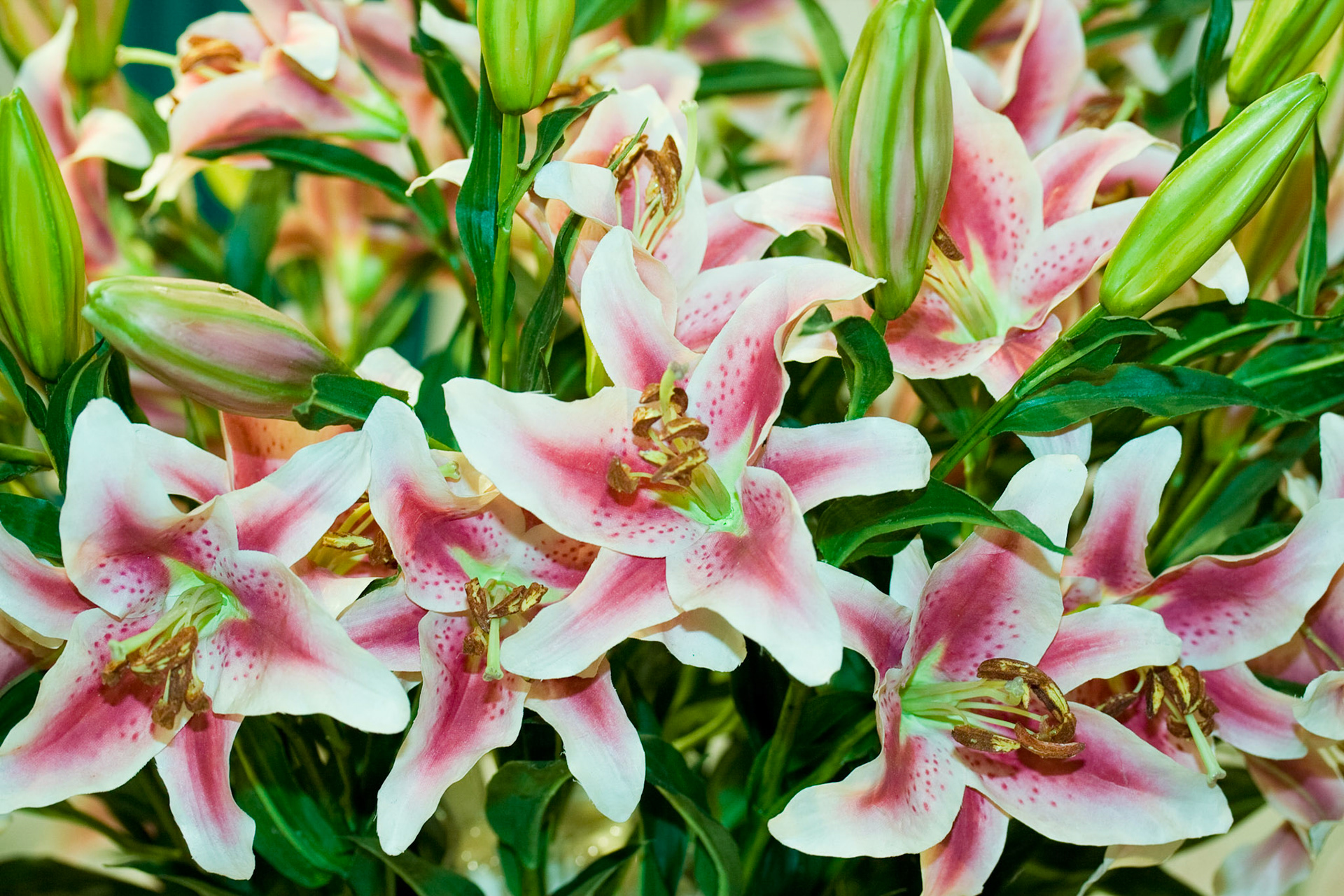 Flower display - taken at the Chicago Flower Show.