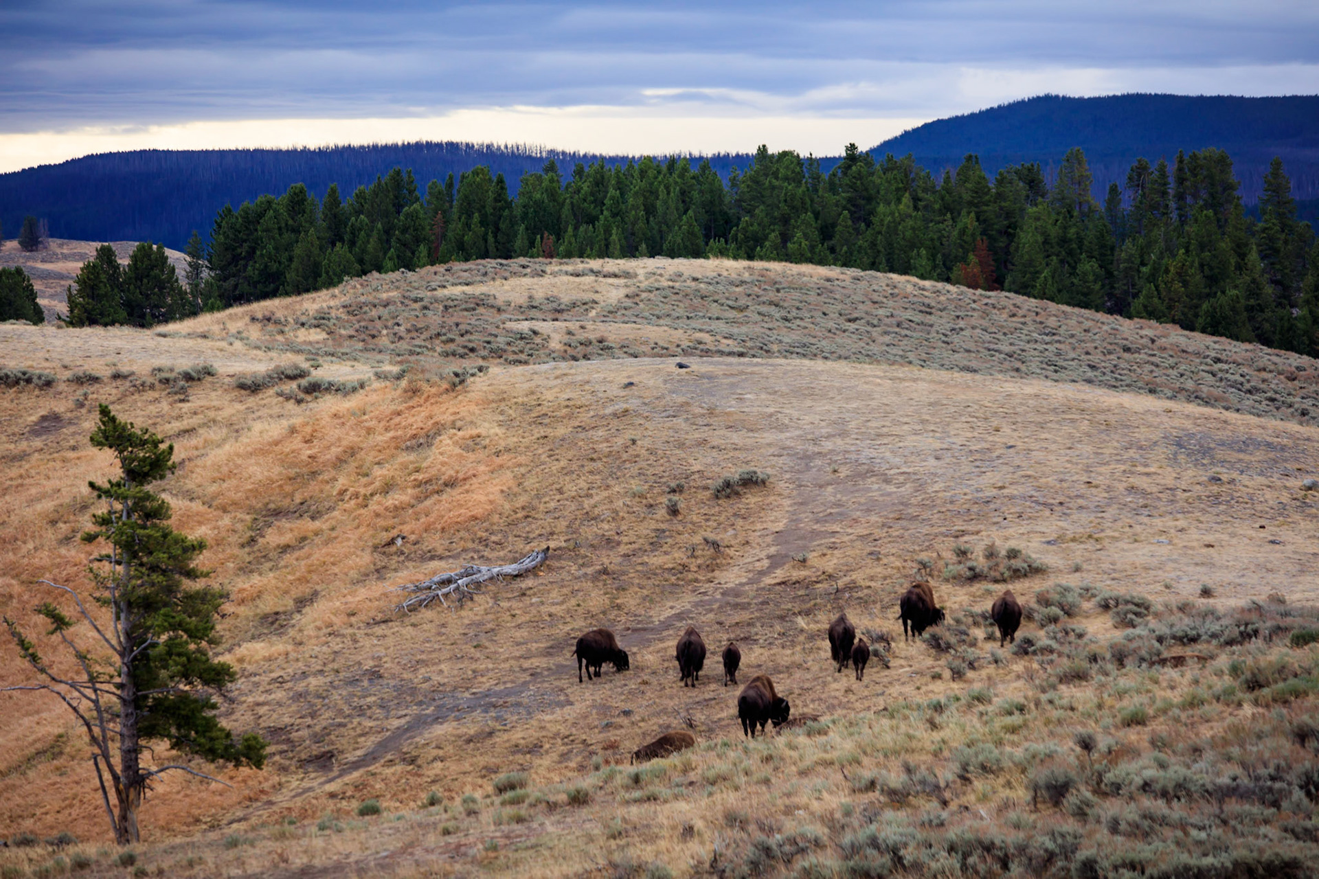 Bison grazing in Hayden Valley in Yellowstone National Park.