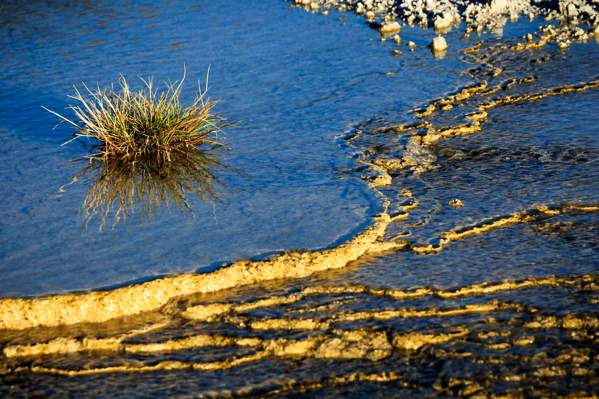 Plant life in the Upper Terraces of Mammoth Hot Springs in Yellowstone National Park.