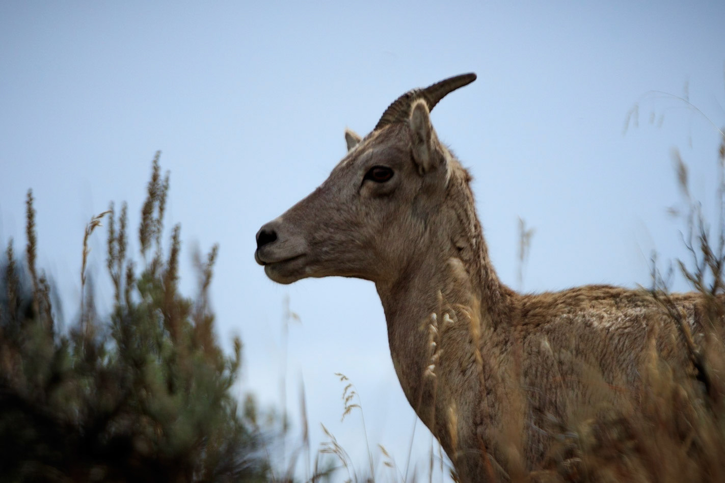 A pronghorn antelope posing by the side of the road in Hayden Valley, Yellowstone National Park.
