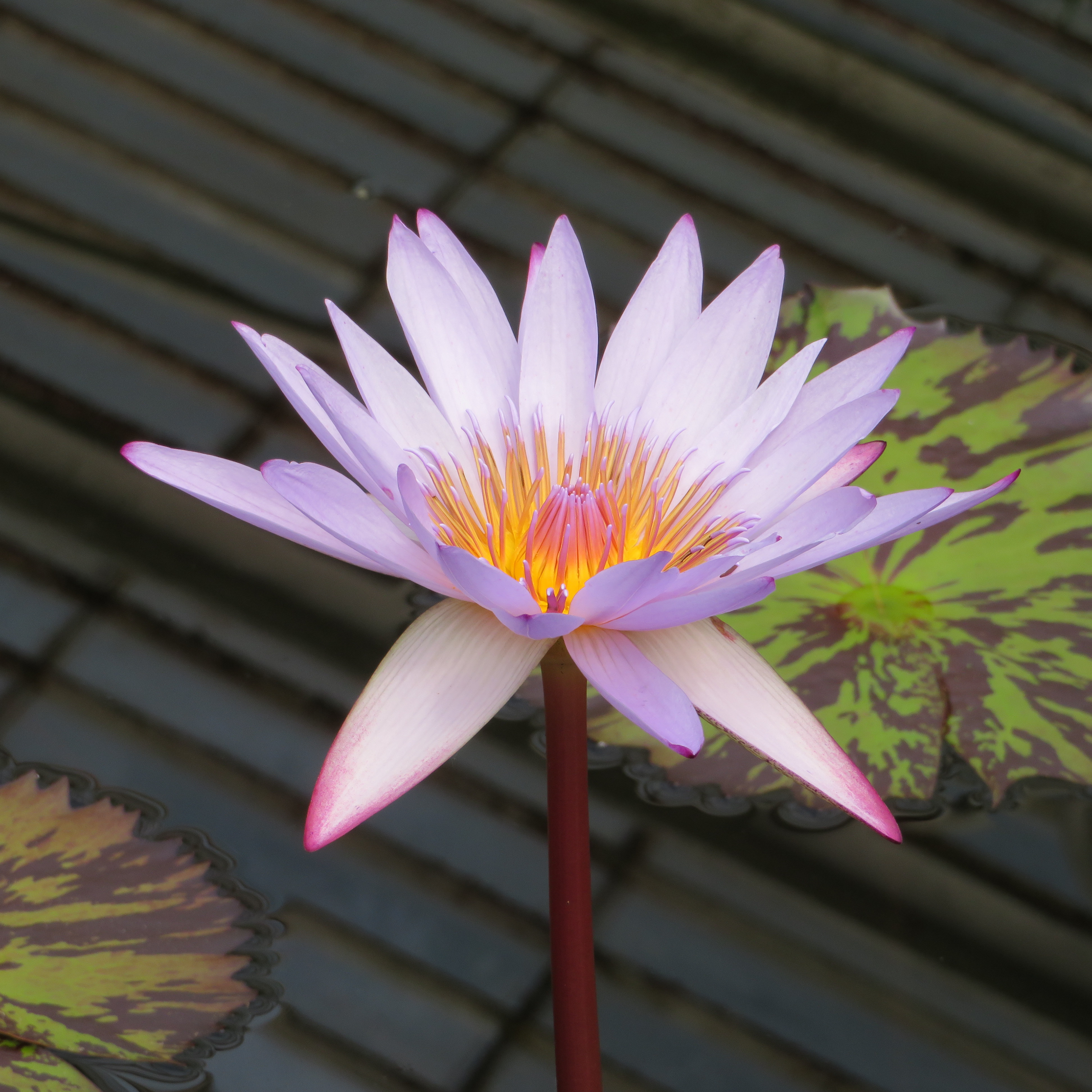 Photo Taken By: John Patrick (JP) Evans