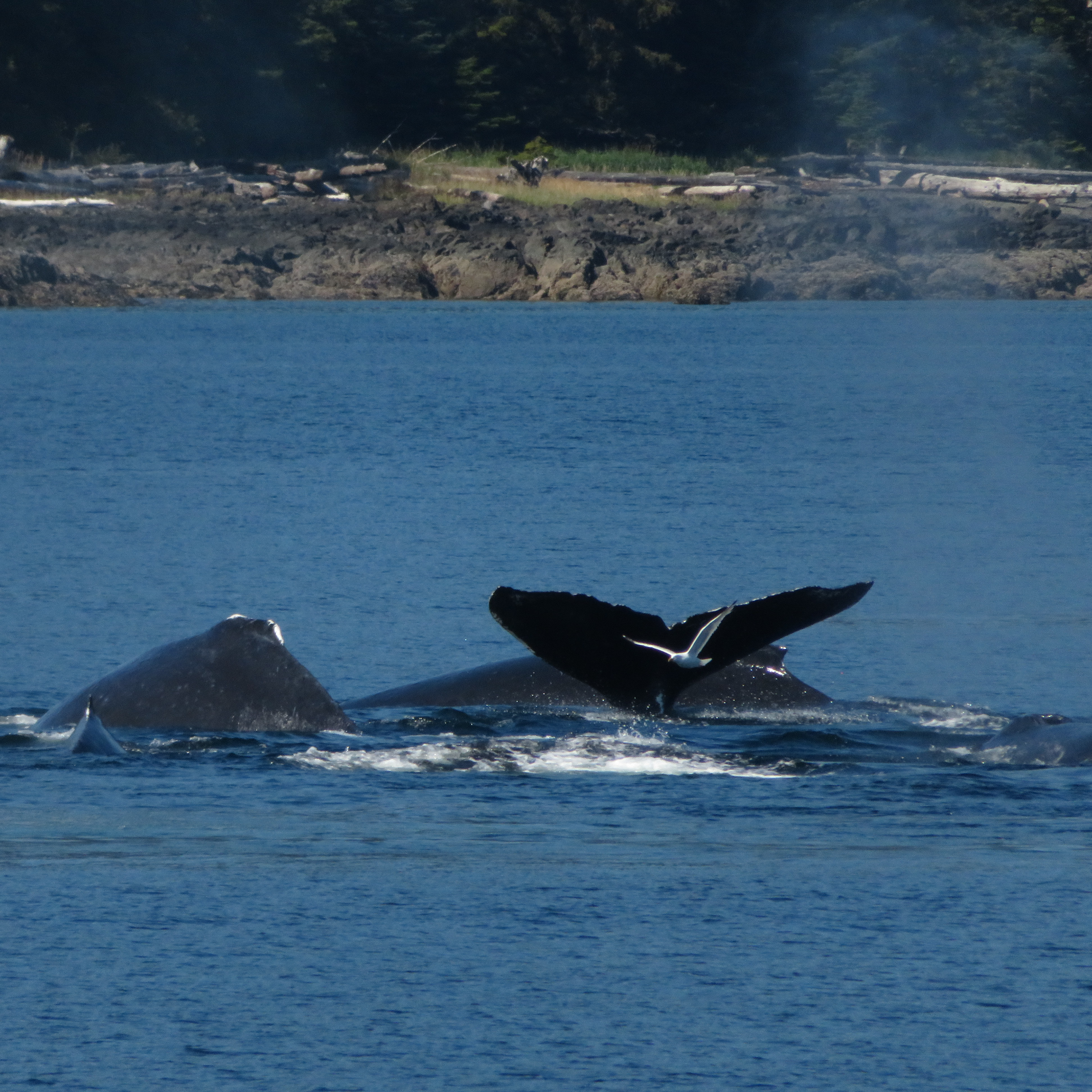 Photo Taken By: John Patrick (JP) Evans