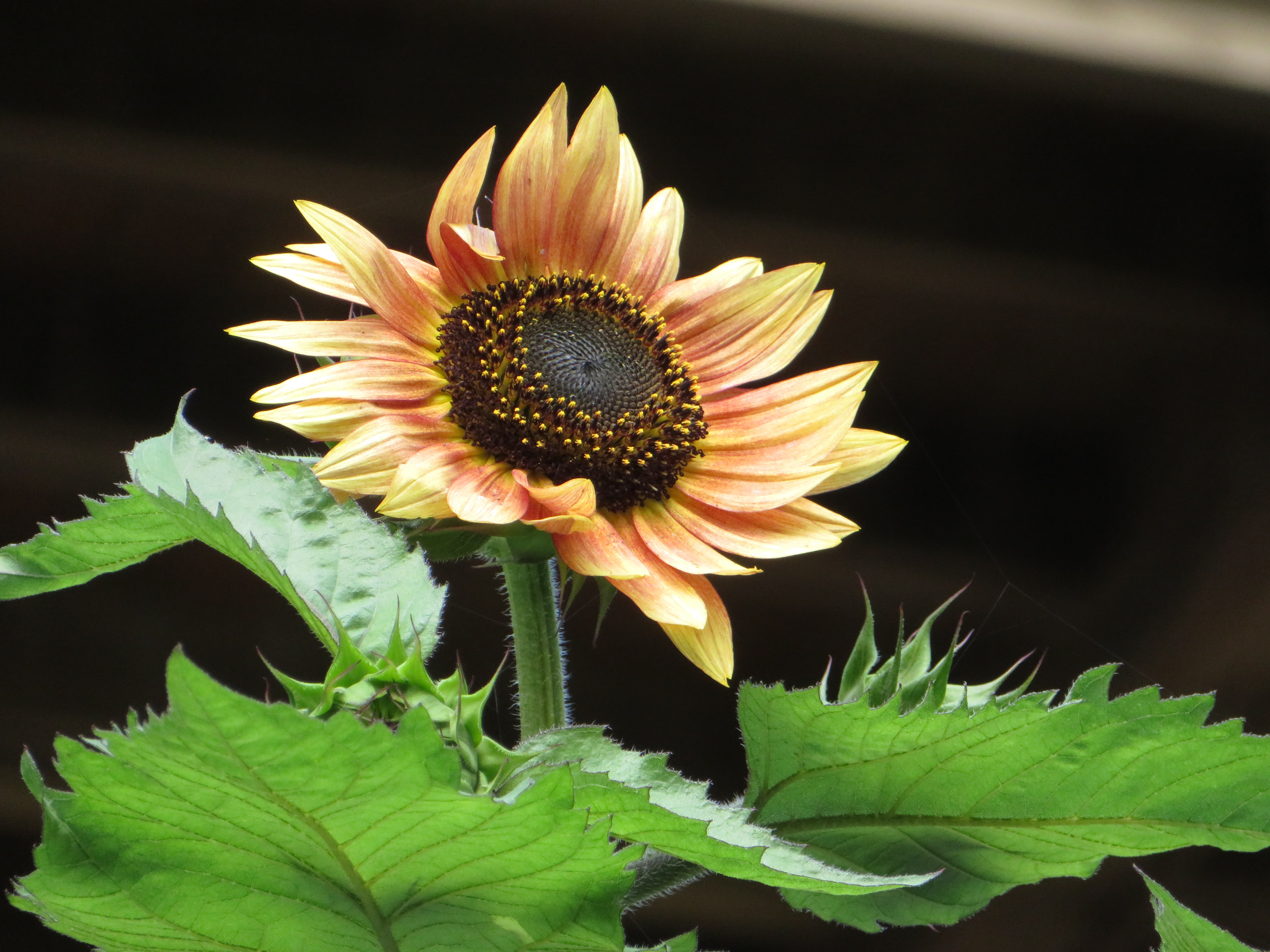 Photo Taken By: John Patrick (JP) Evans