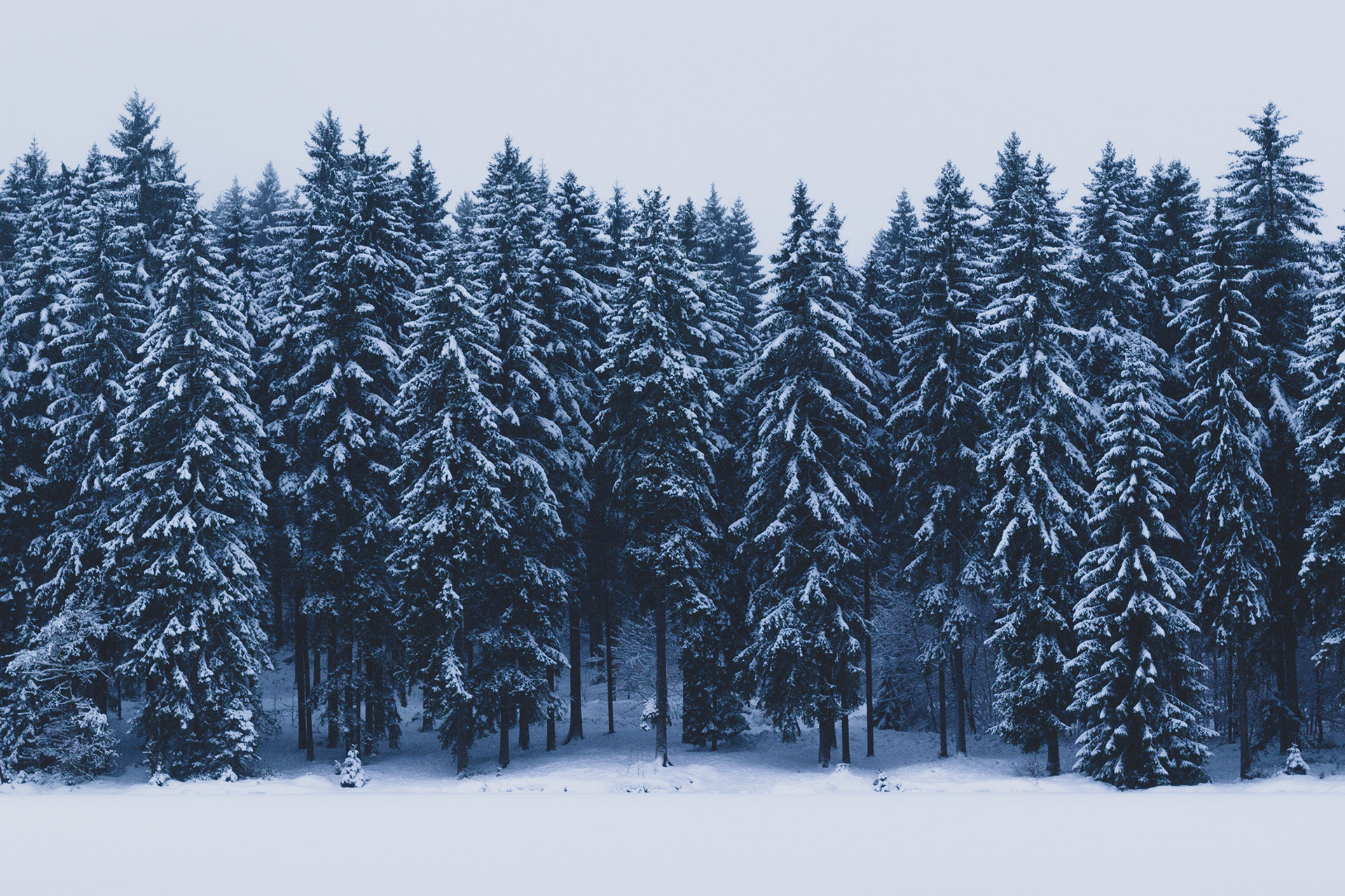 Spruce trees covered in snow, taken in the winter of 2018 in Germany