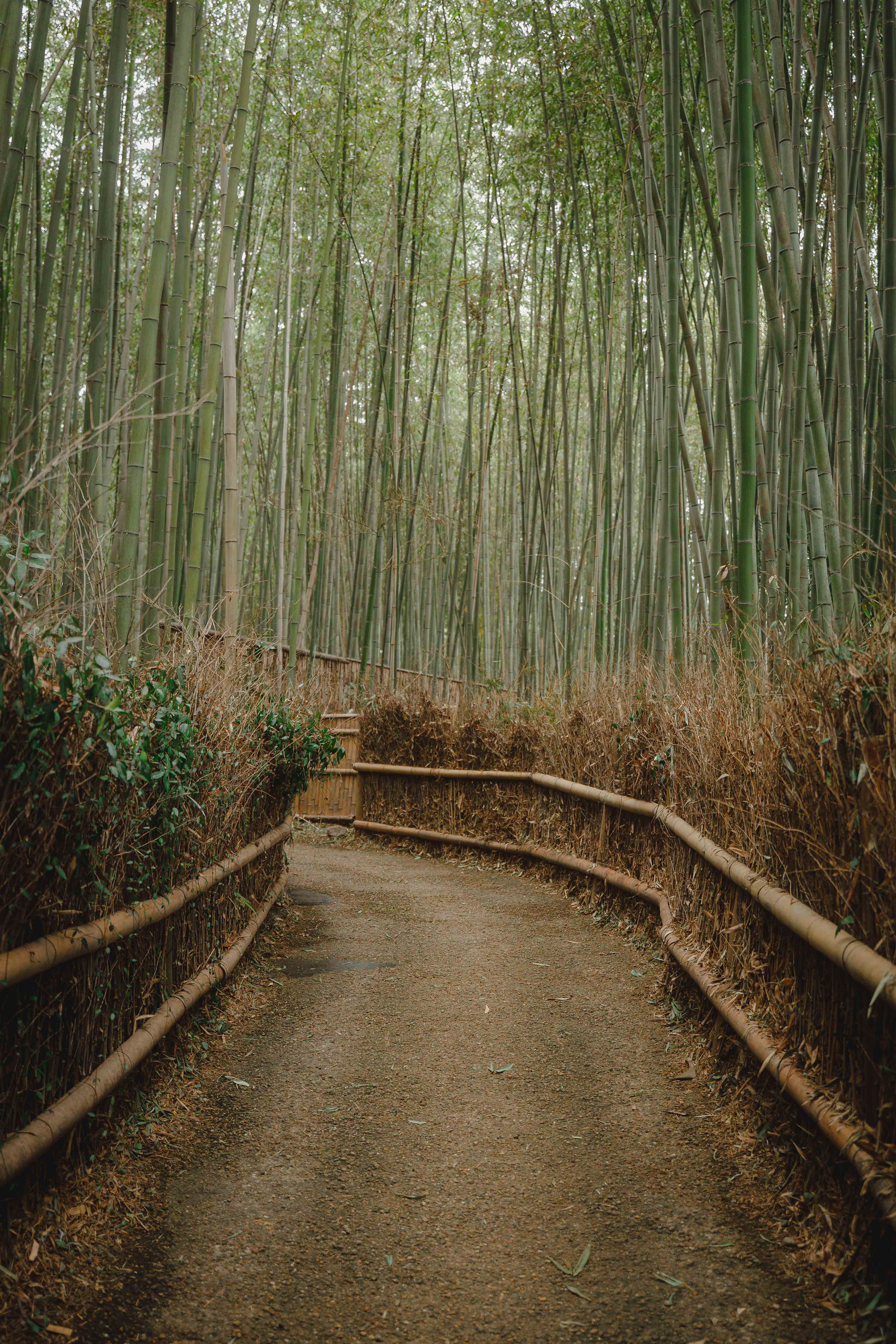 Taken in the Arashiyama Bamboo forest.