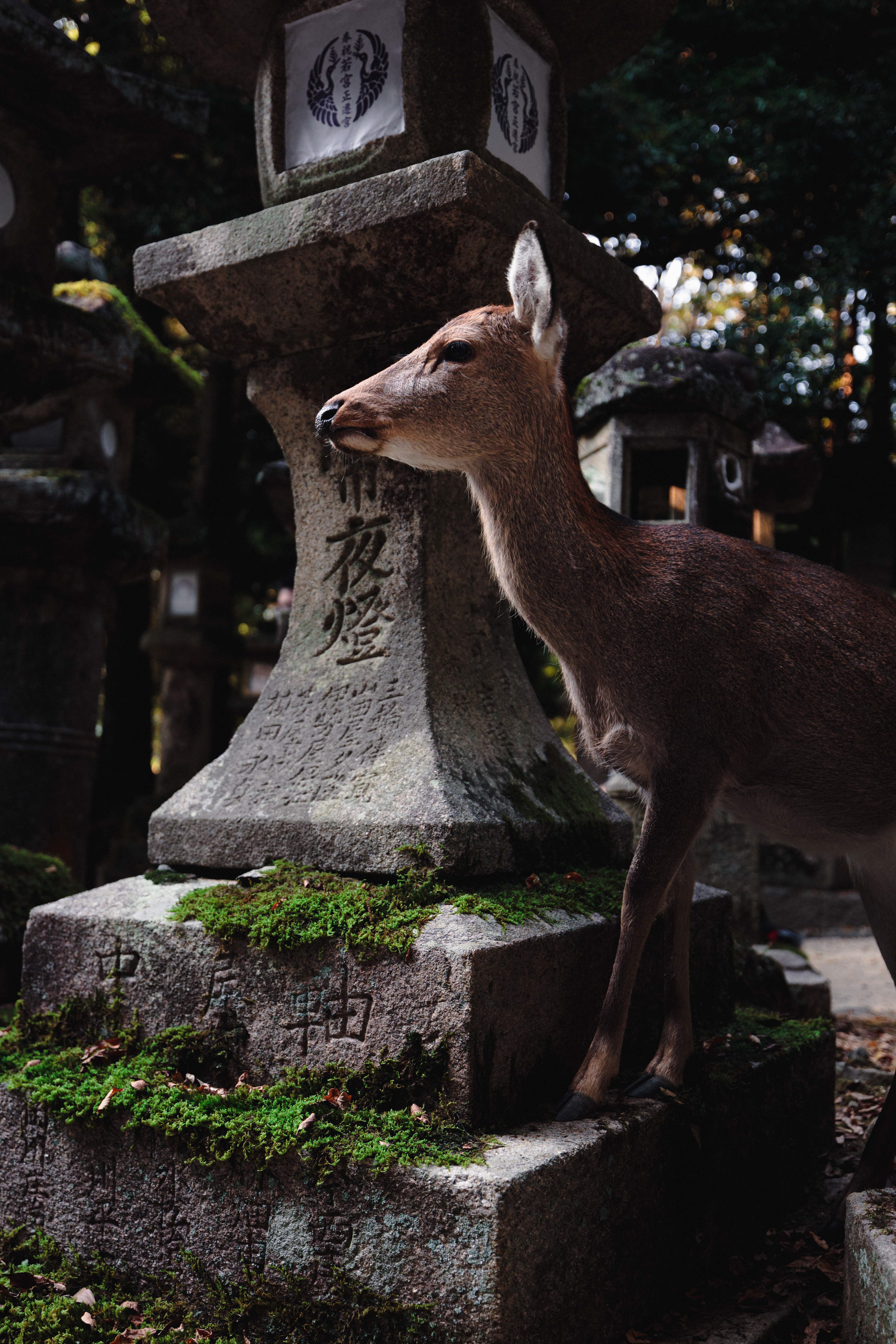 A deer standing on a lantern at a shrine in Nara Park.