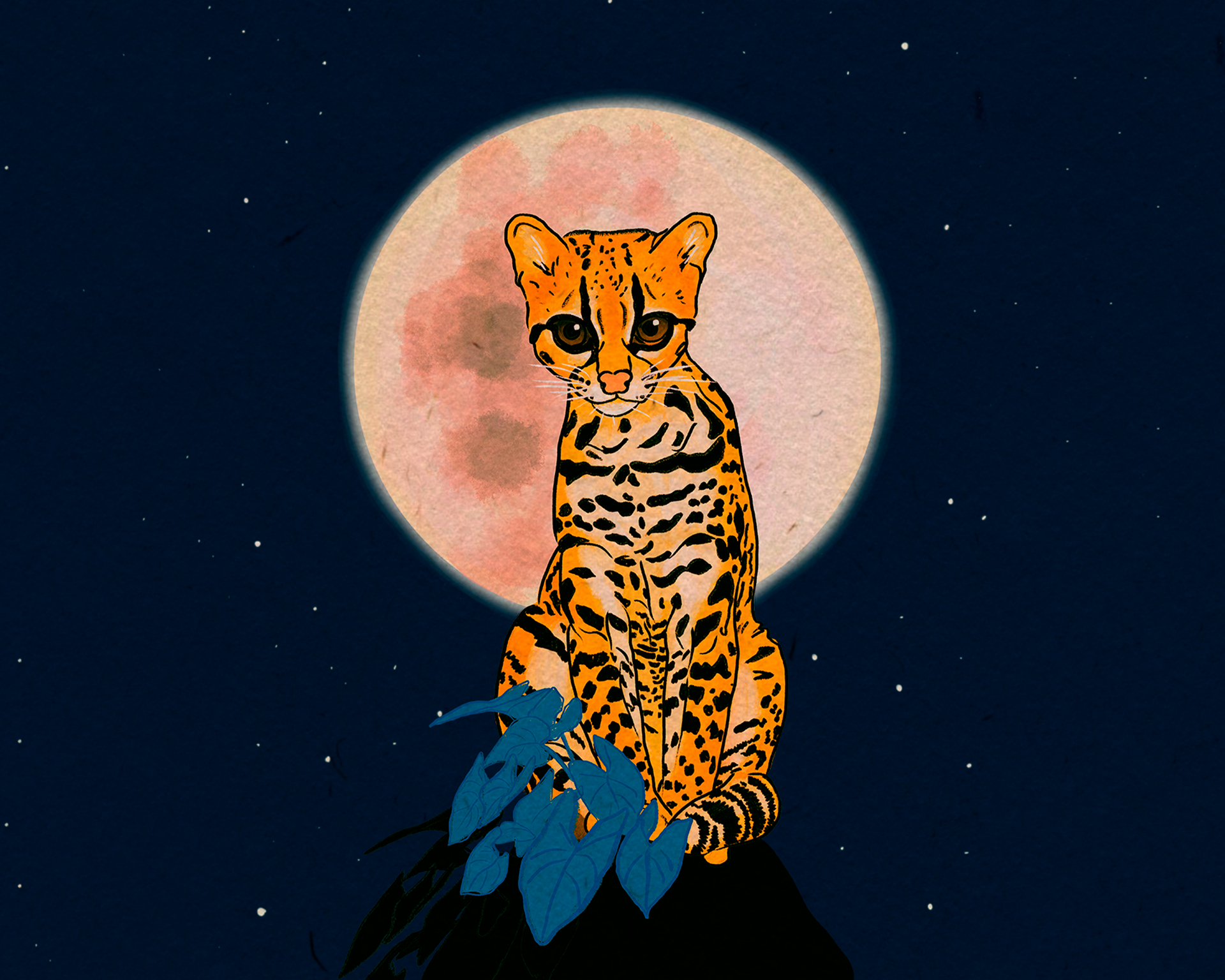 Oncilla luna