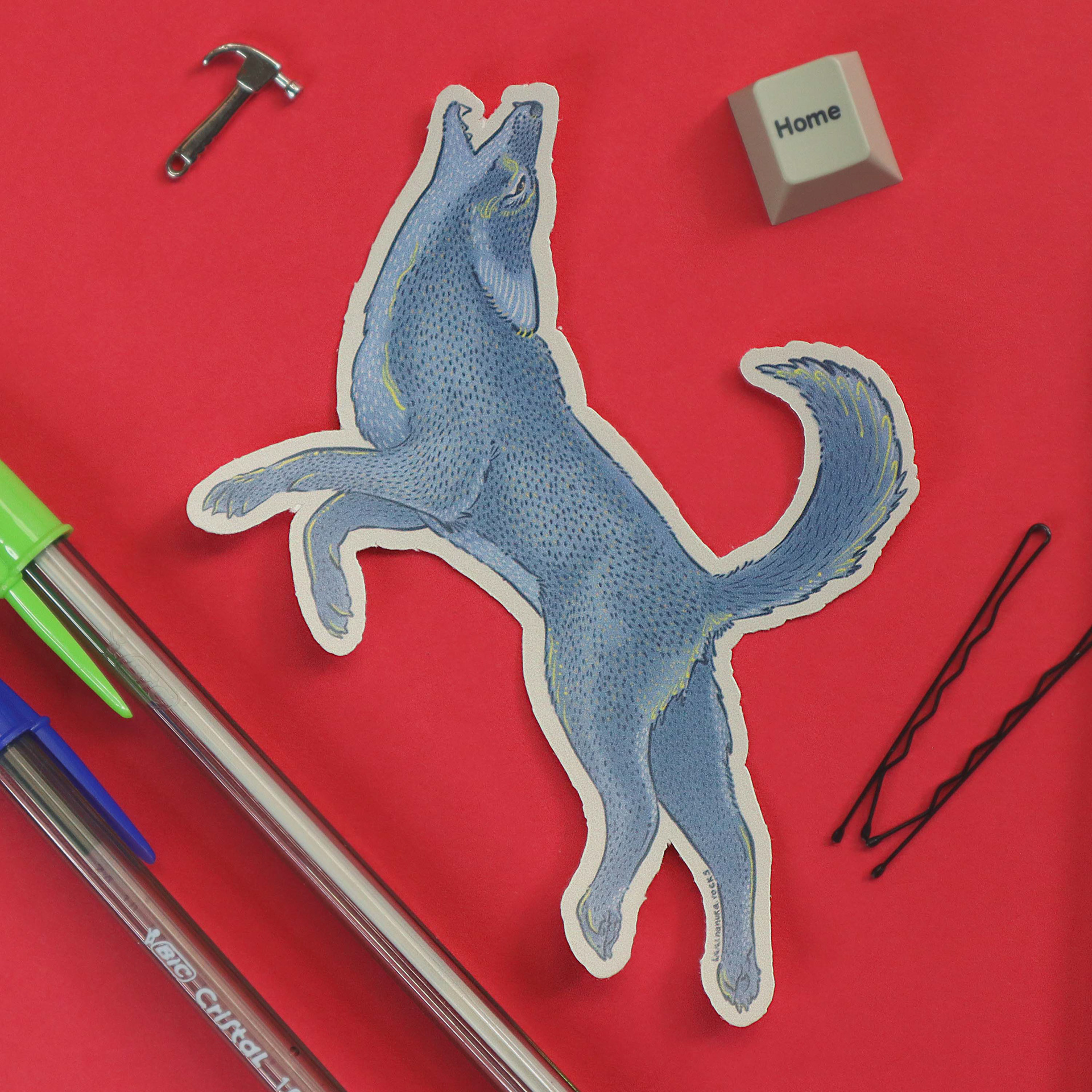 Coyo, Canis latrans