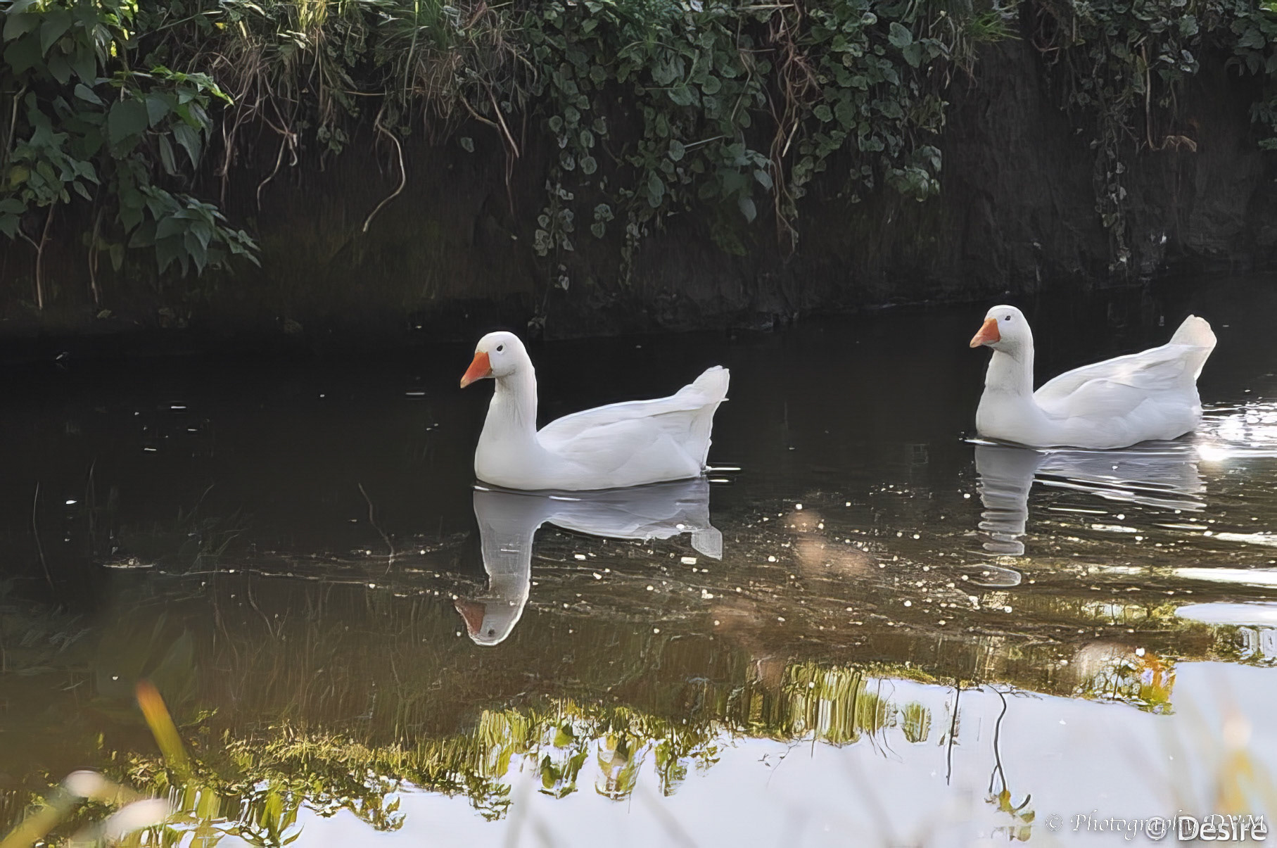 Witte eenden - White Ducks