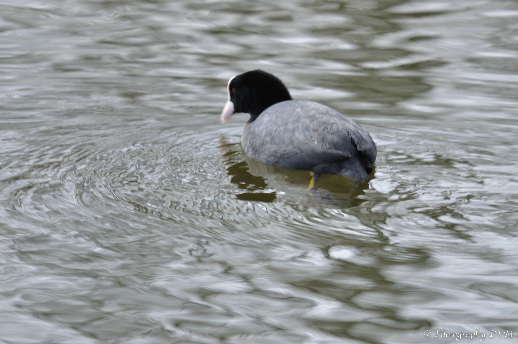 Meerkoet - Eurasian Coot - Fulica atra